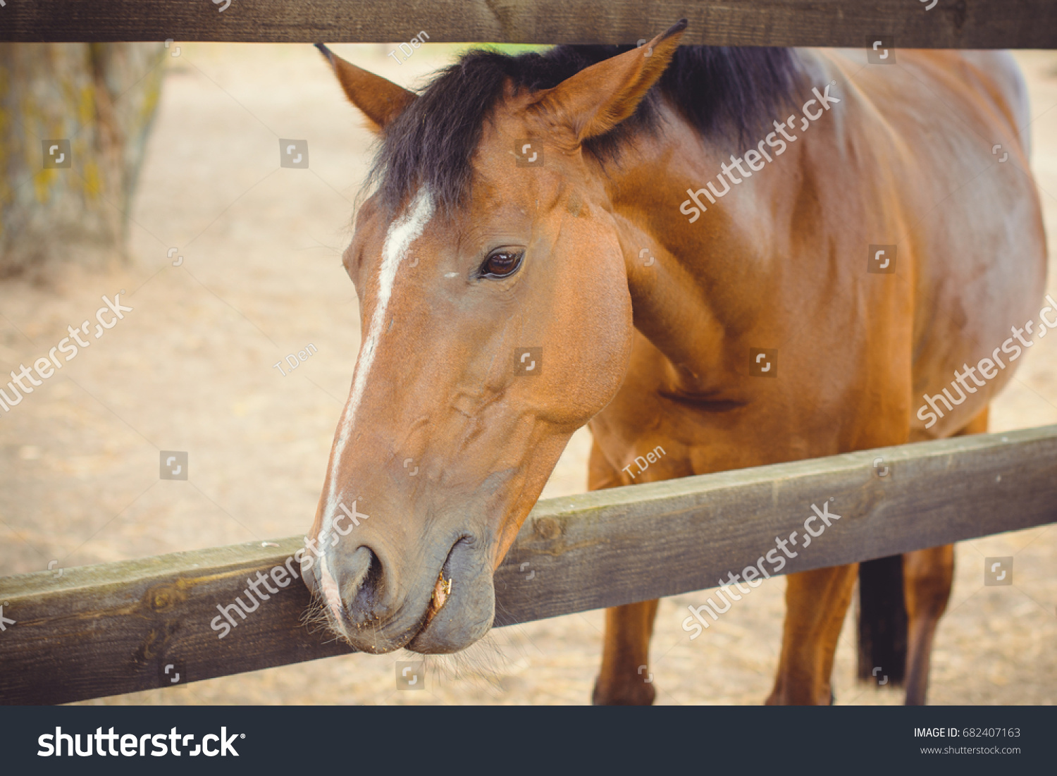 Horses On Farm Pets Animals Village Stock Photo (Edit Now) 682407163