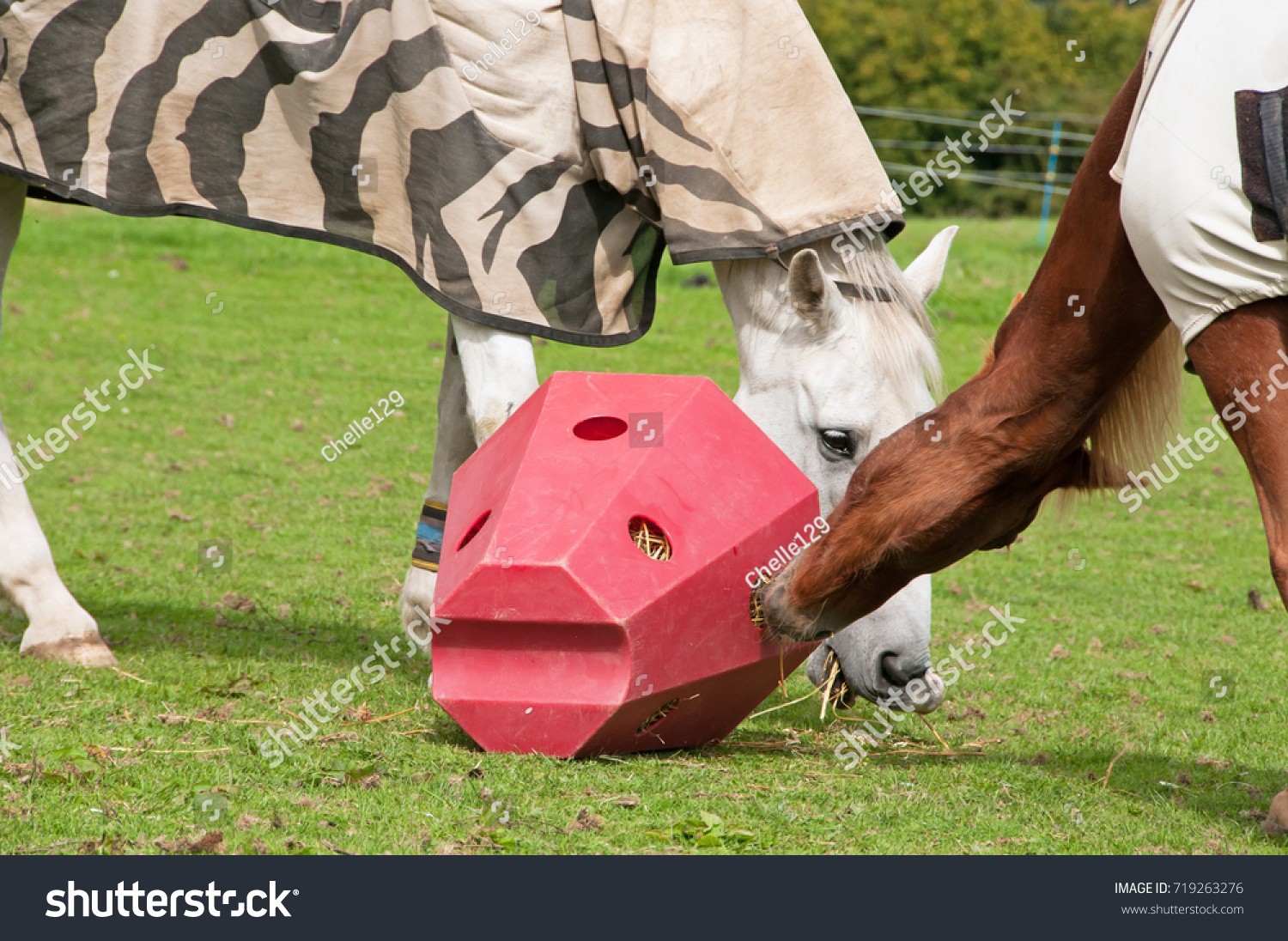 Horses Sharing Red Pyramid Hay Feeder Stock Image Download Now