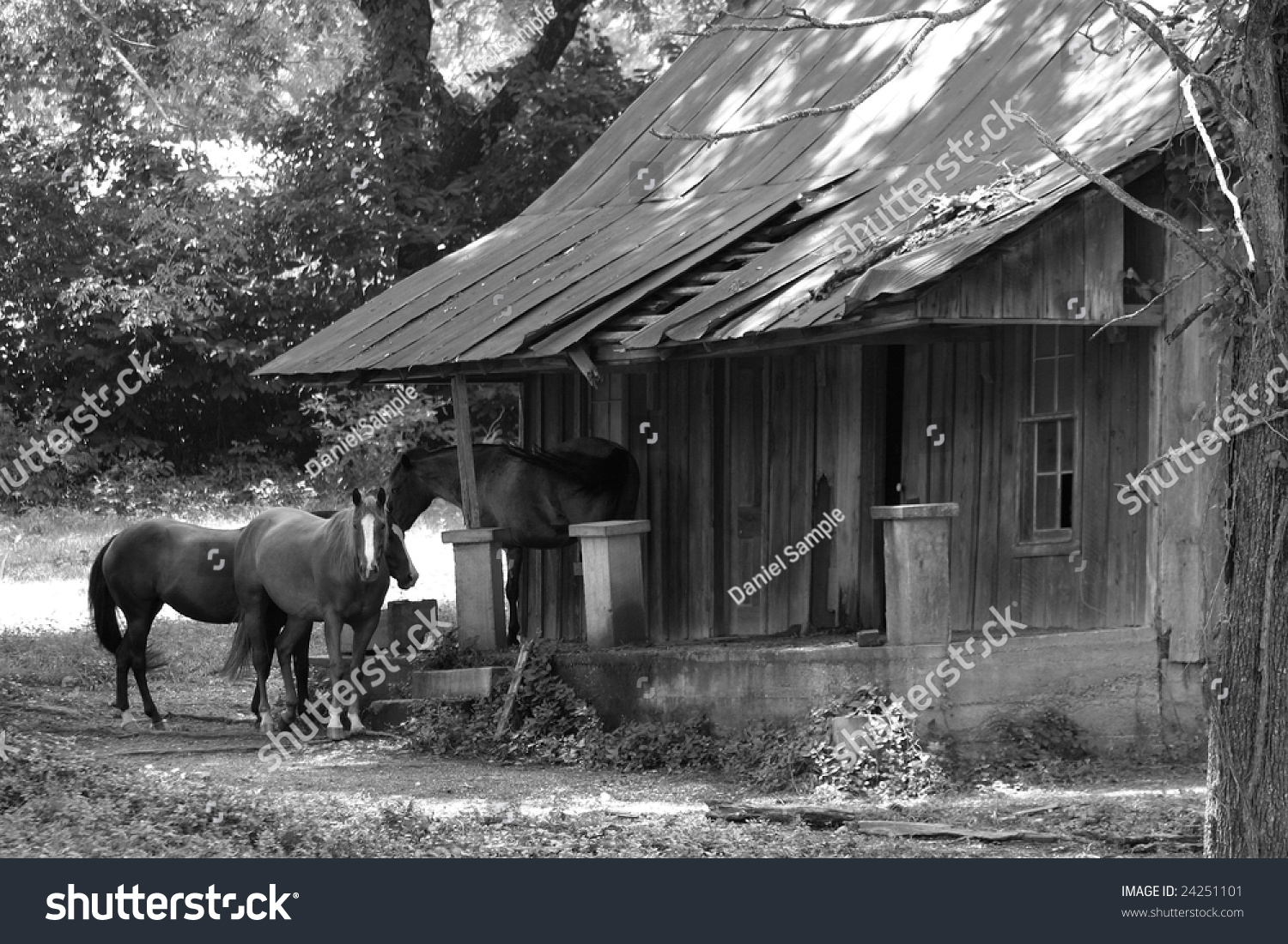 Horses Take Rest Front Old Abandoned Stock Photo Edit Now 24251101