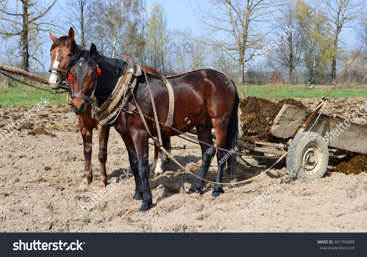 Horses Cart Loaded Manure Stock Photo 401704888 | Shutterstock