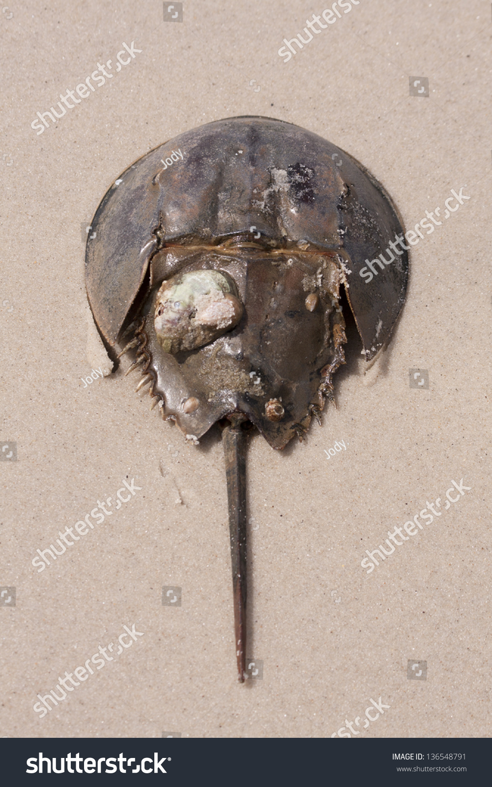Horseshoe Crab Stock Photo Edit Now 136548791