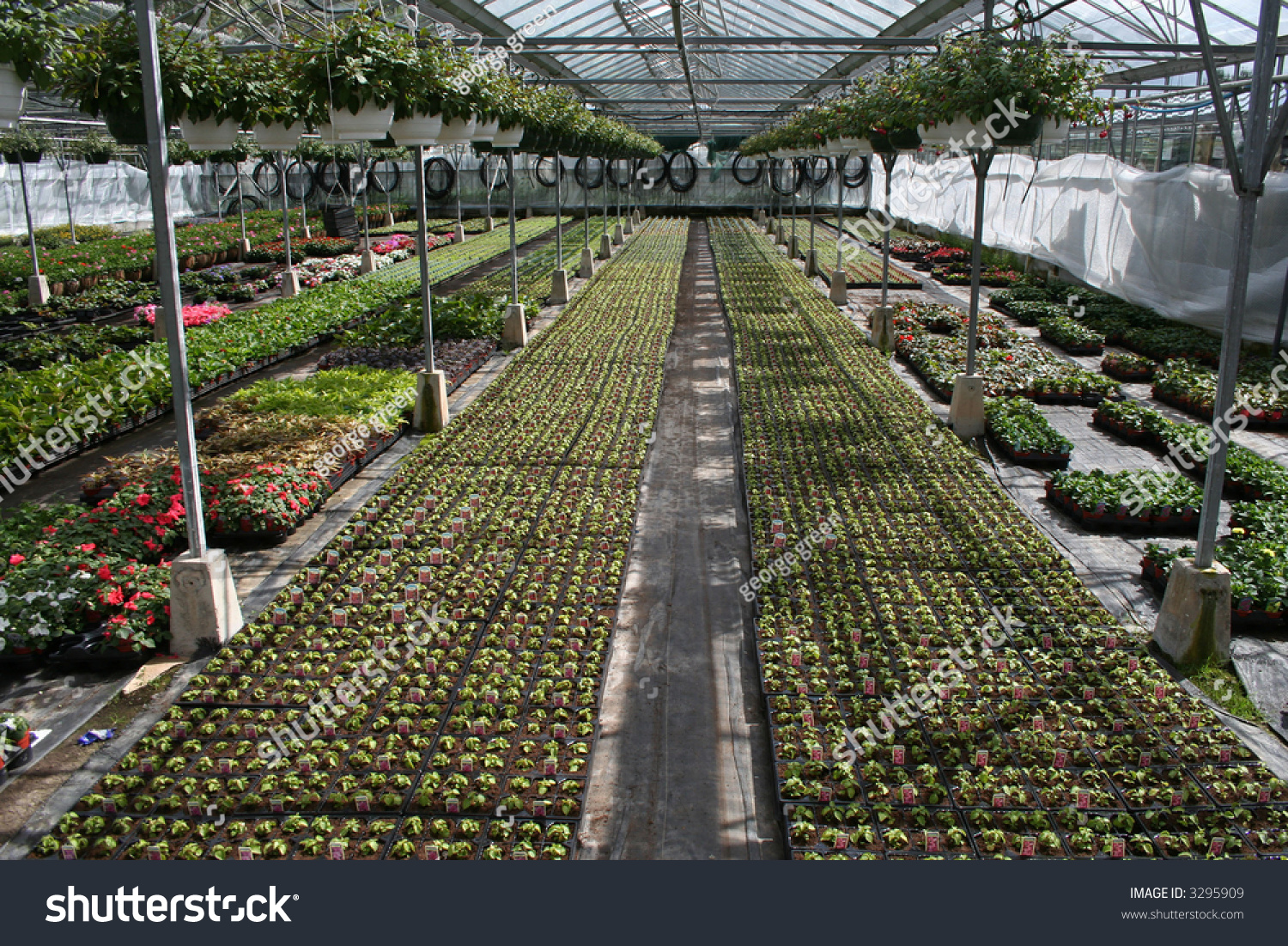 Horticulture Greenhouse. Stock Photo 3295909 : Shutterstock