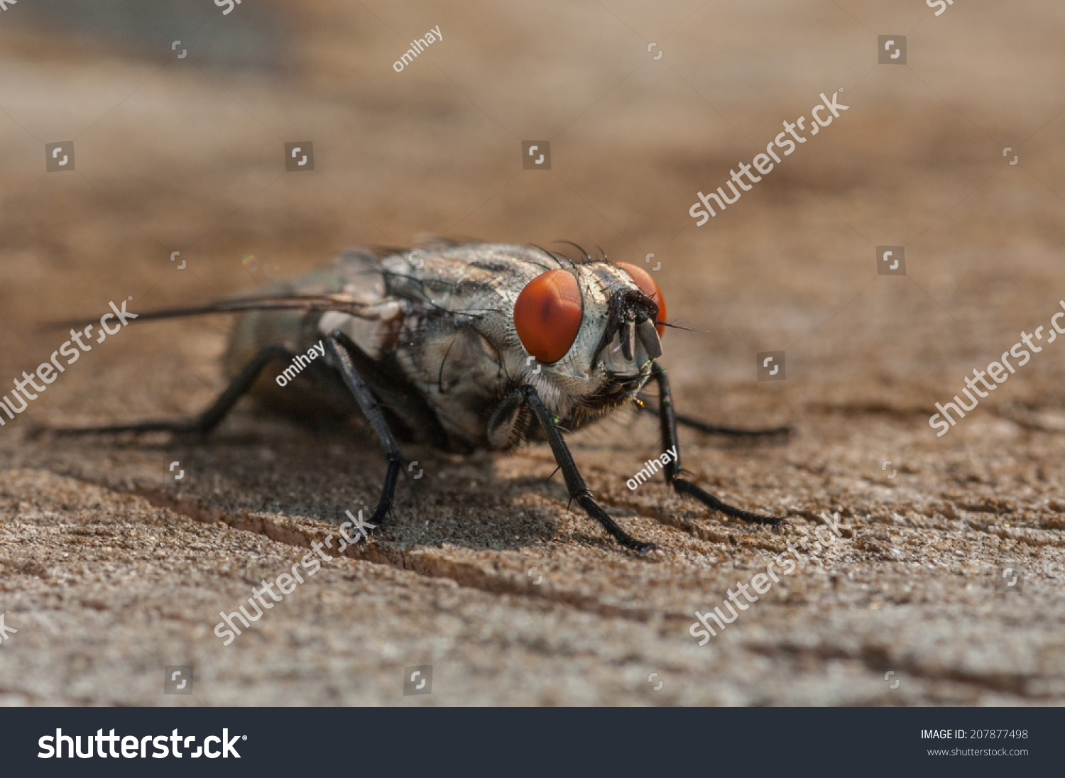 House Fly Close Up. Shallow Depth Of Field Stock Photo 207877498 ...