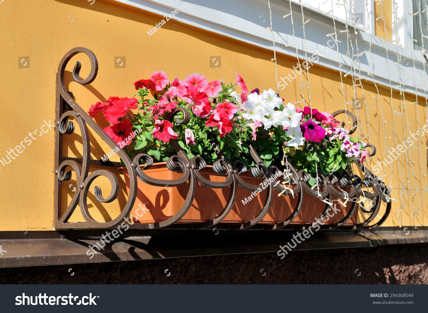 House Plants Petunia Flowerpots On Windowsill Stock Photo 294368549  Shutterstock