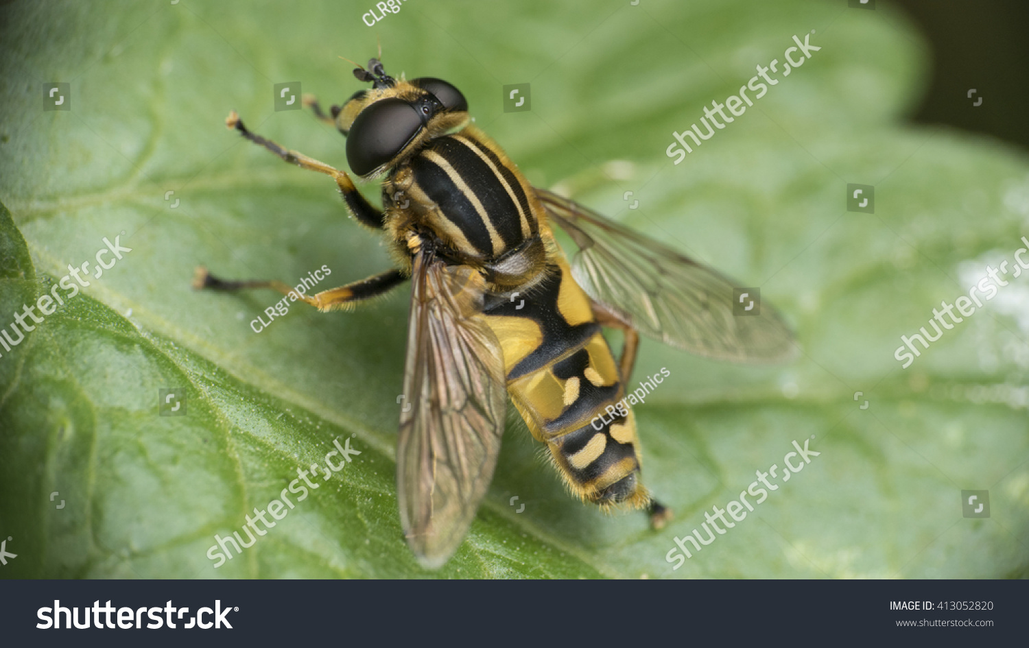 Hover Fly Vertical Horizontal Black Yellow Stock Photo Edit Now