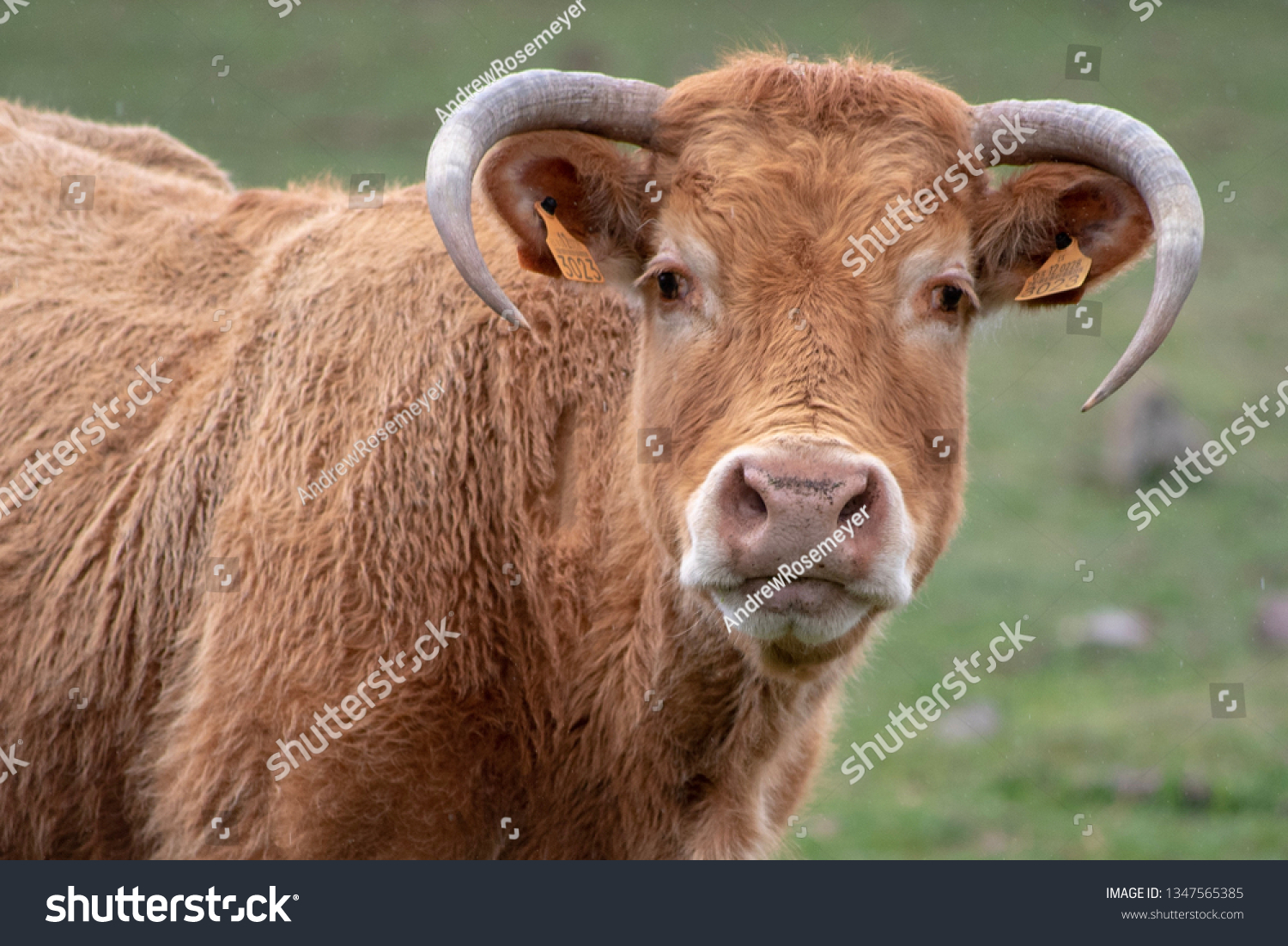 How Now Brown Cow Stock Photo Edit Now 1347565385