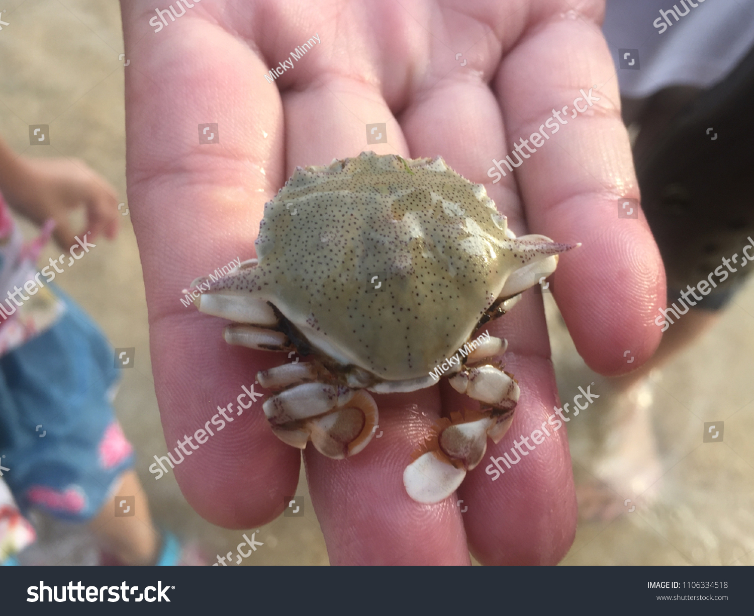 Discussion on this topic: How to Hold a Hermit Crab, how-to-hold-a-hermit-crab/ Discussion on this topic: How to Hold a Hermit Crab, how-to-hold-a-hermit-crab/