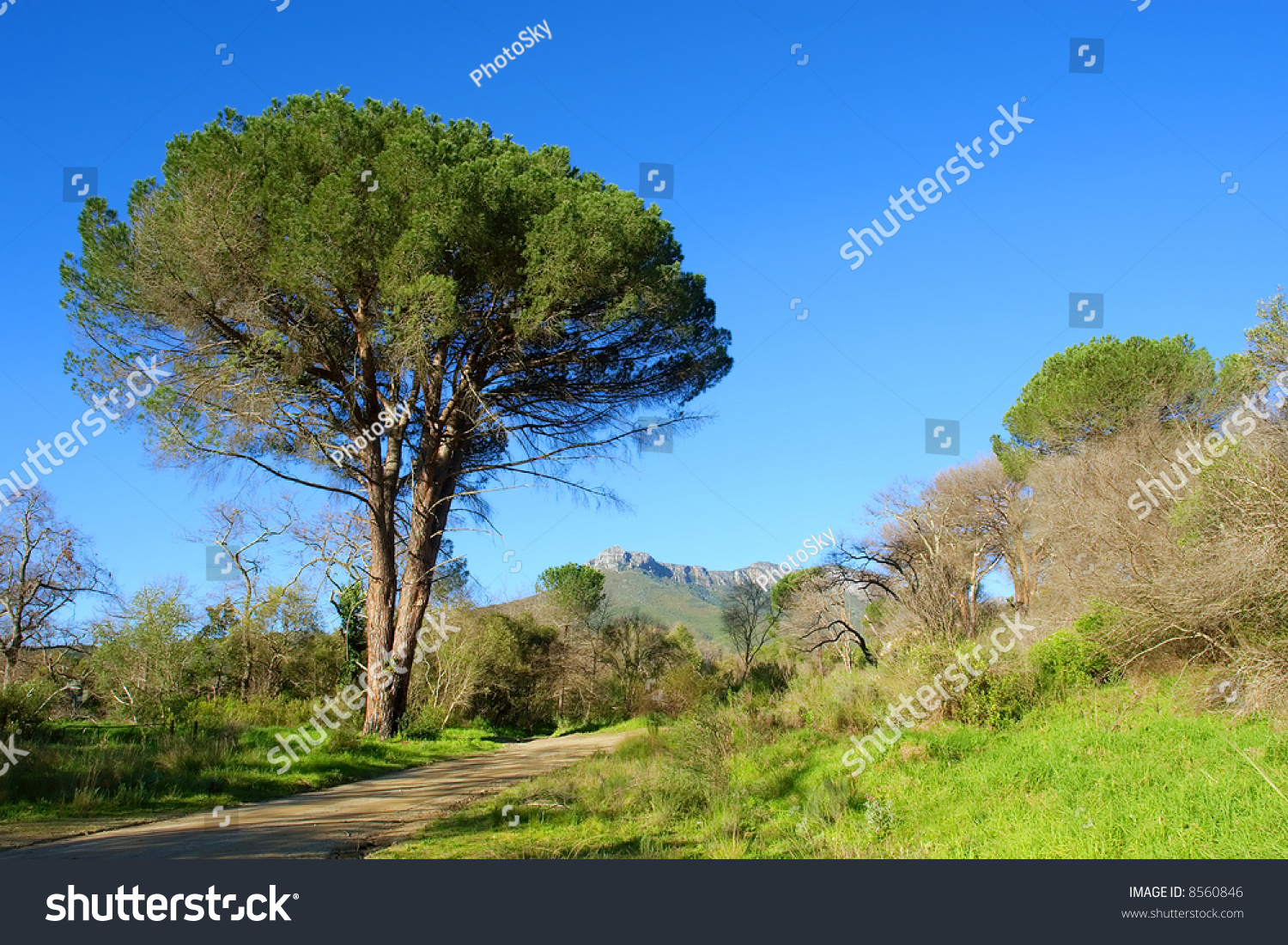 Pine Trees For Sale In South Africa - PELAJARAN