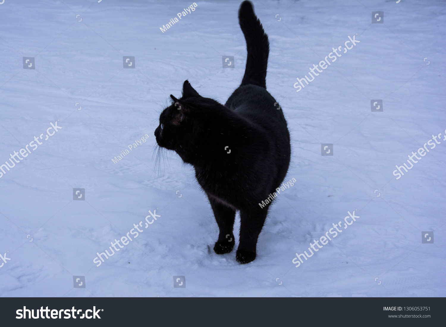 huge black cat