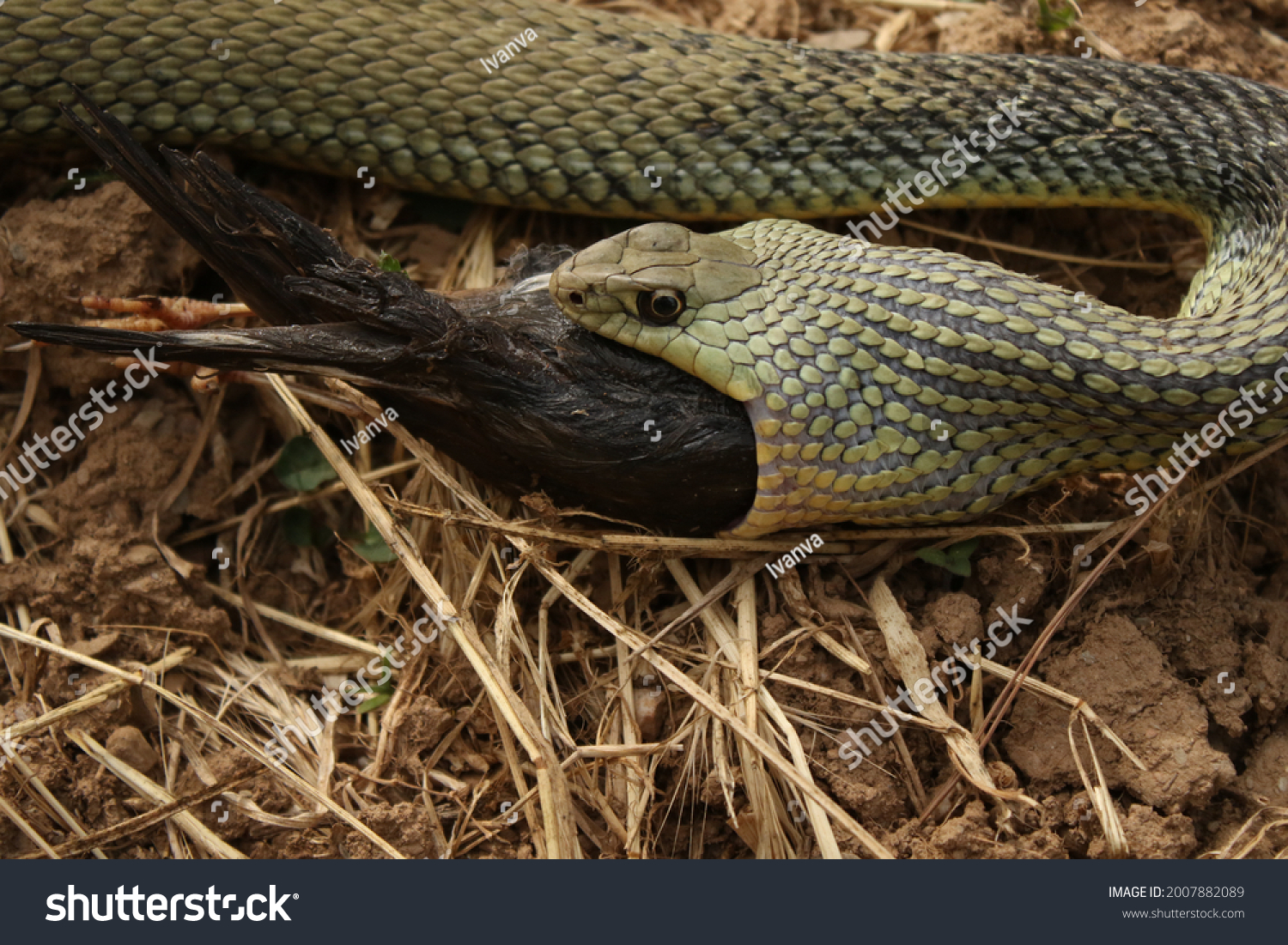 1,185 Snake eating bird Images, Stock Photos & Vectors Shutterstock