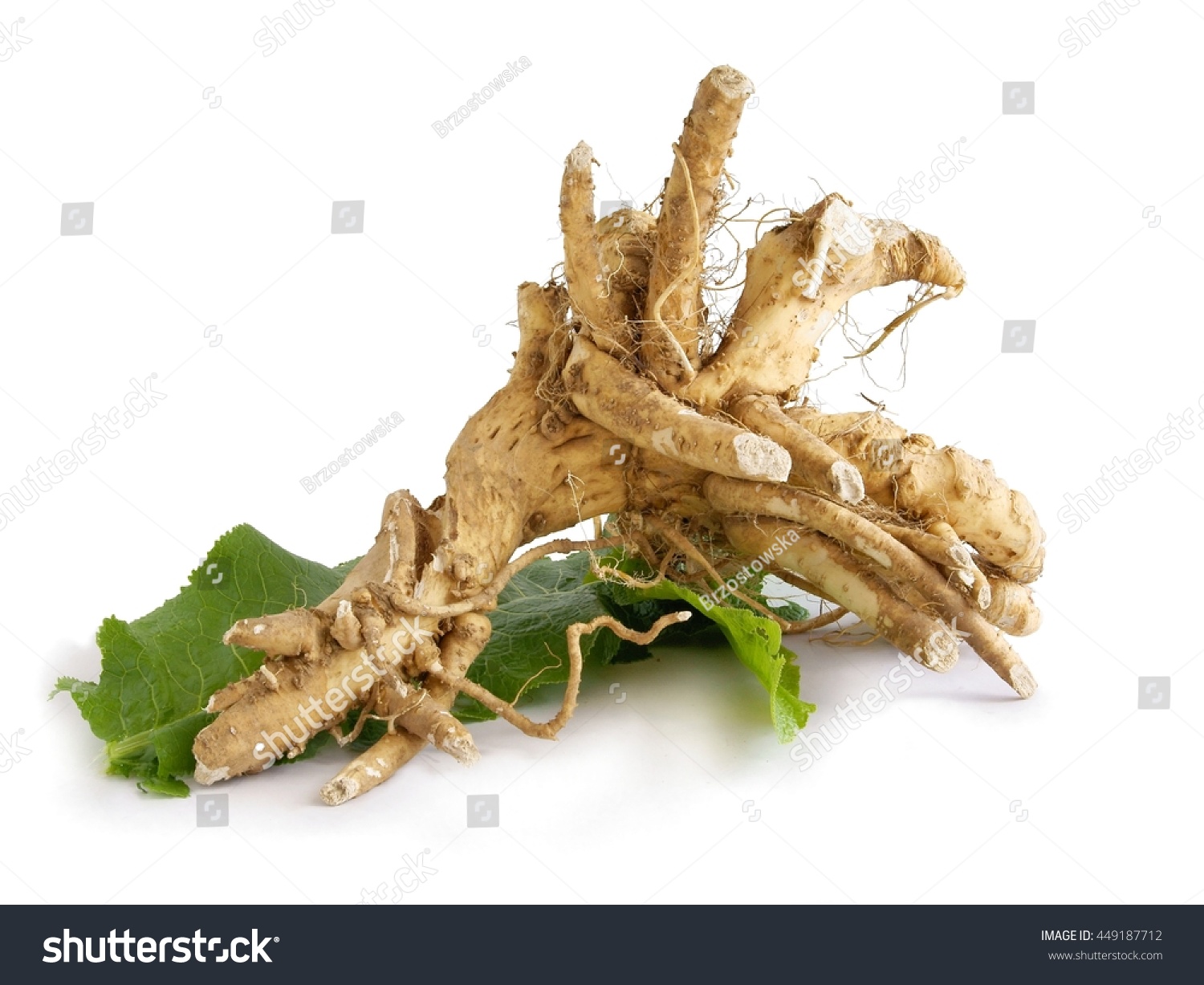 Huge Root Of Horseradish Plant As Vegetable Stock Photo 449187712 ...