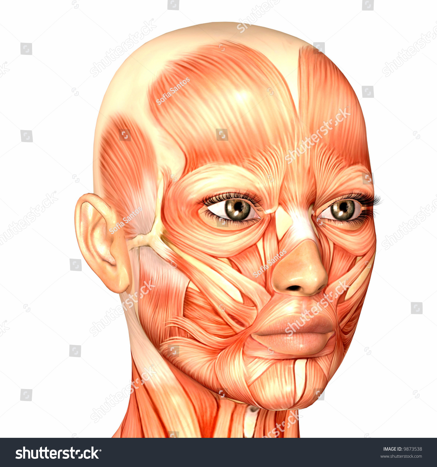 Human Anatomy Stock Photo 9873538 : Shutterstock