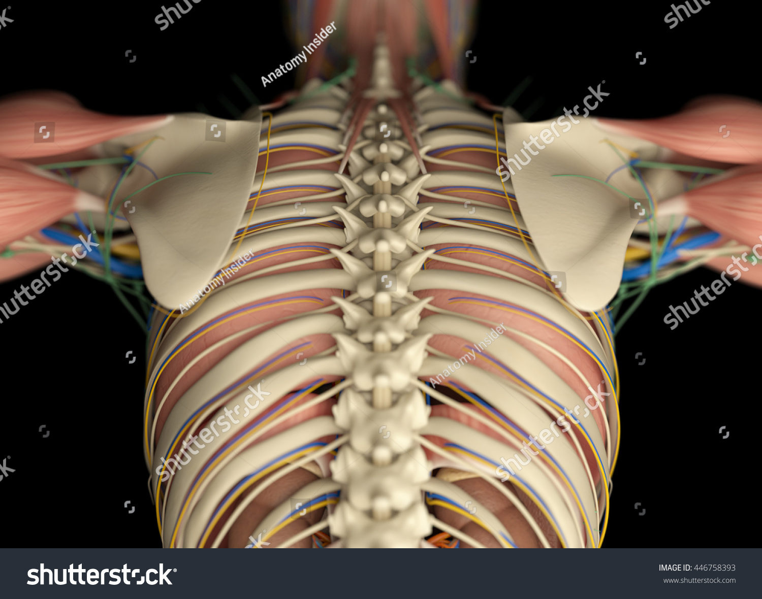 Human Anatomy Back Rib Cage Torso Stock Illustration 446758393