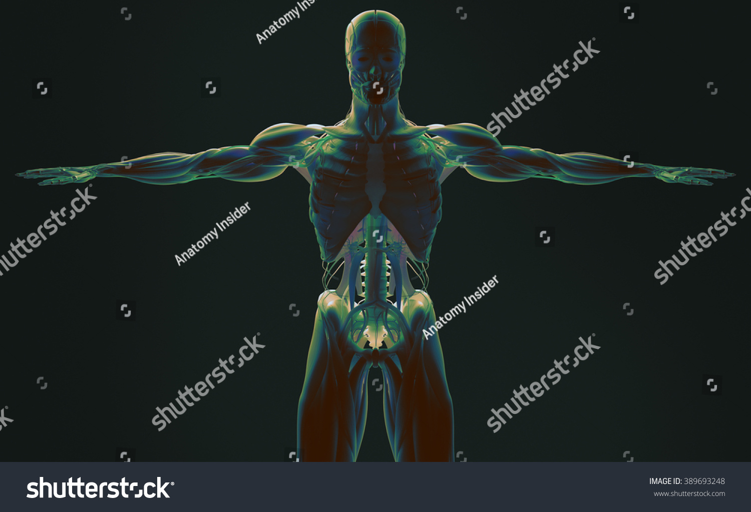 Human Anatomy 3d Futuristic Scan Technology Stock Illustration 389693248 Shutterstock