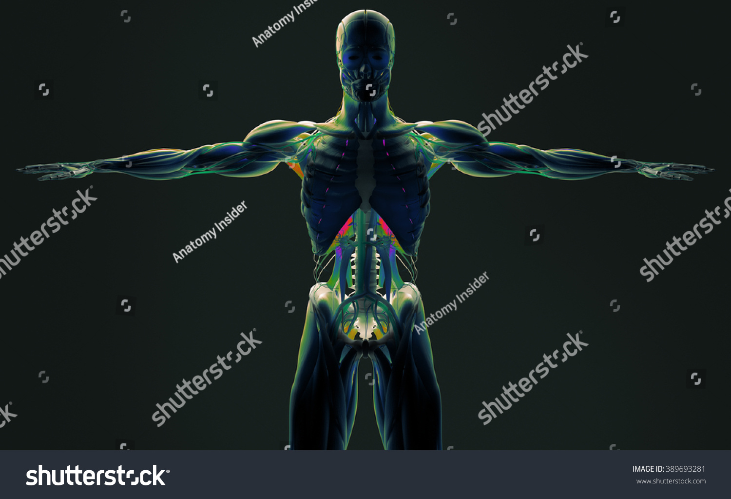 Human Anatomy 3d Futuristic Scan Technology Stock Illustration 389693281