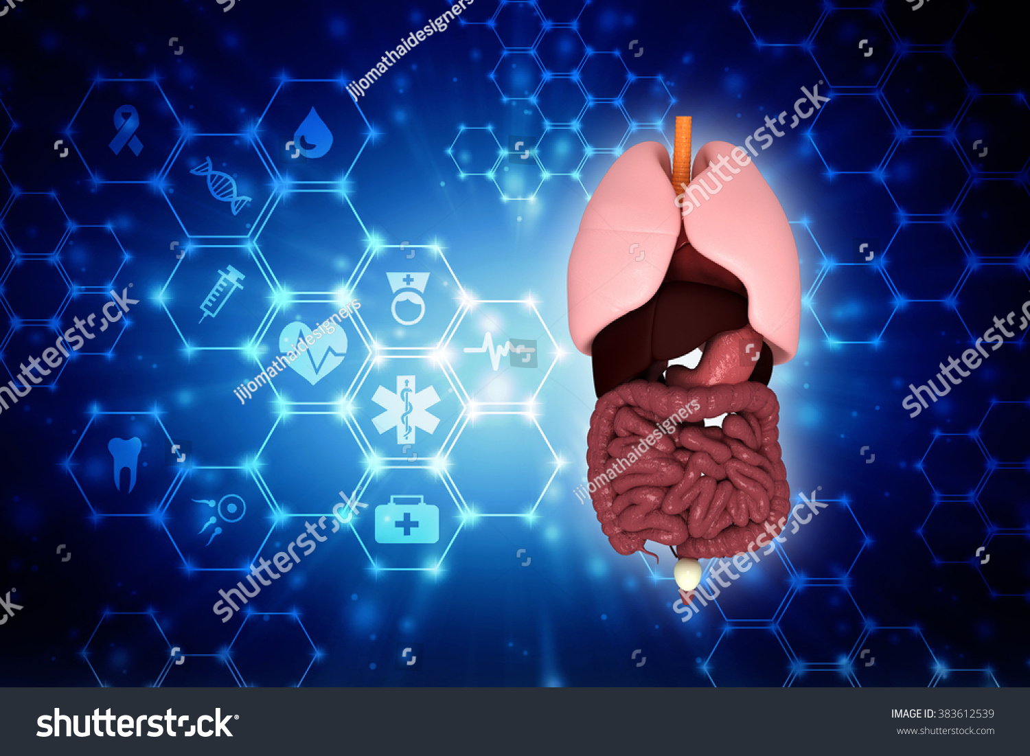 Human Anatomy Digestive System Cutaway Stock Illustration 383612539 ...