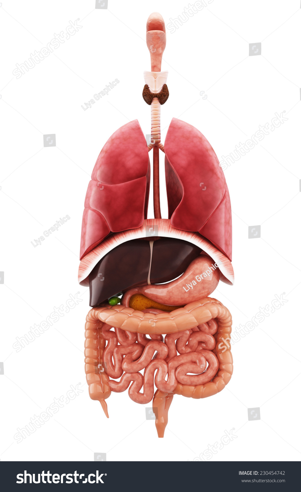 Human Anatomy Digestive System Cutaway Including Stock Illustration ...