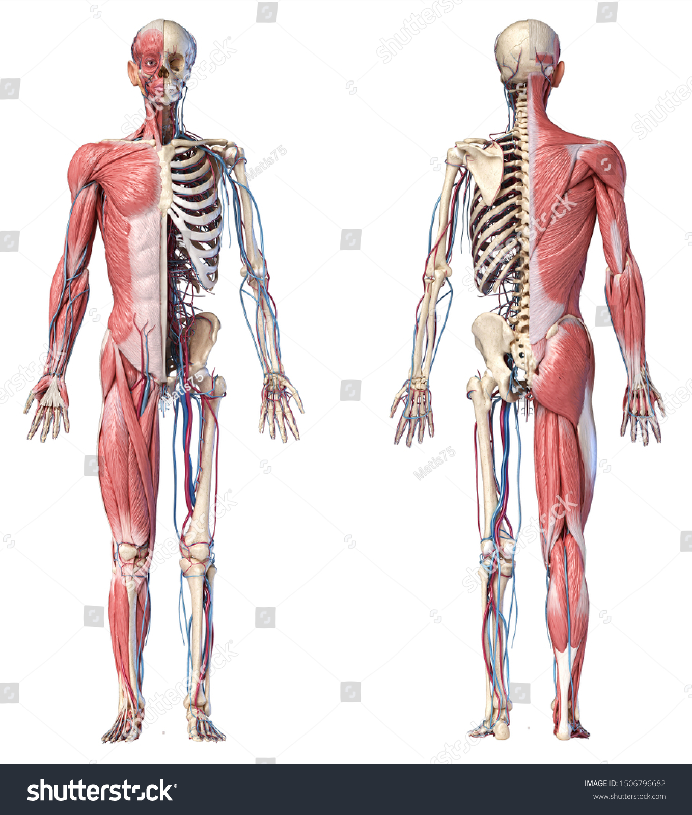 ヒト解剖学の全身骨格 筋肉 心血管系 白い背景に前後2つのビュー 3dイラスト のイラスト素材