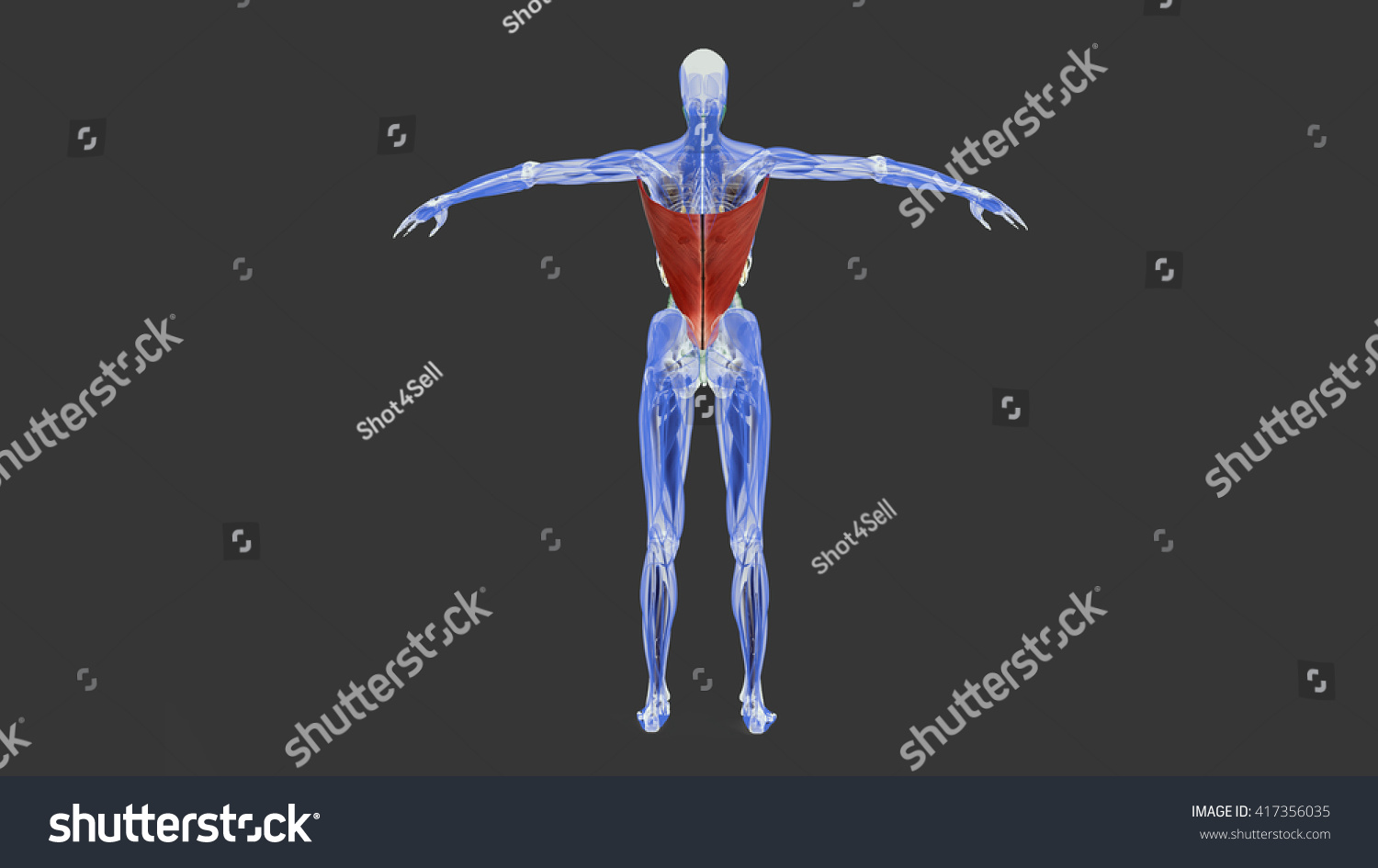 Human Anatomy Latissimus Dorsi Muscle D Ilustra Ie De Stoc Shutterstock