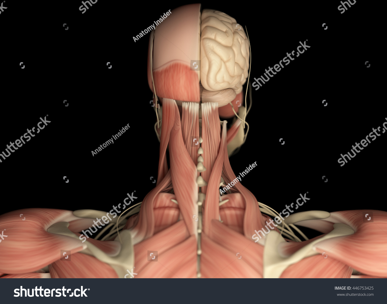 Human Anatomy Neurology Head Shoulder Back Stock Illustration