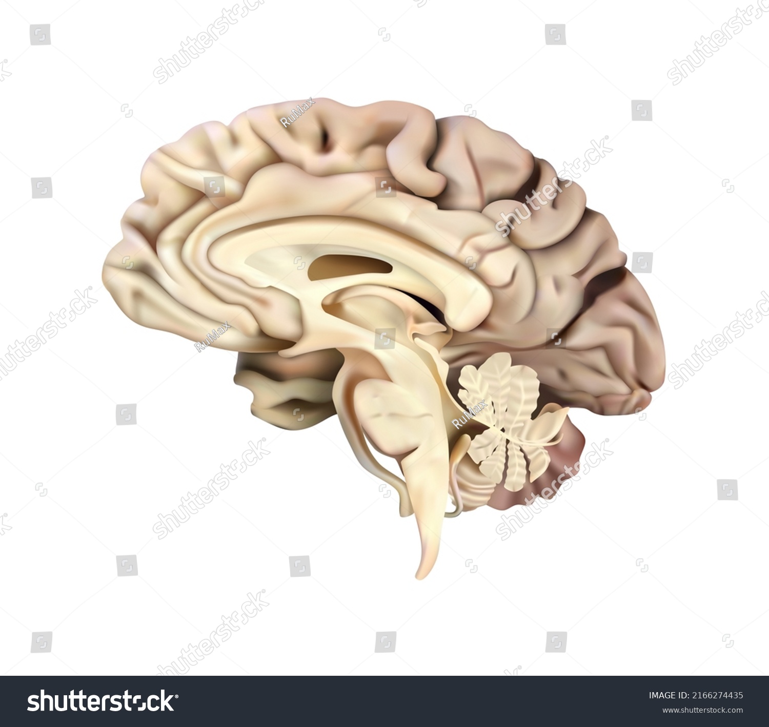 Human Anatomy Sectional Diagram Human Brain Stock Illustration ...