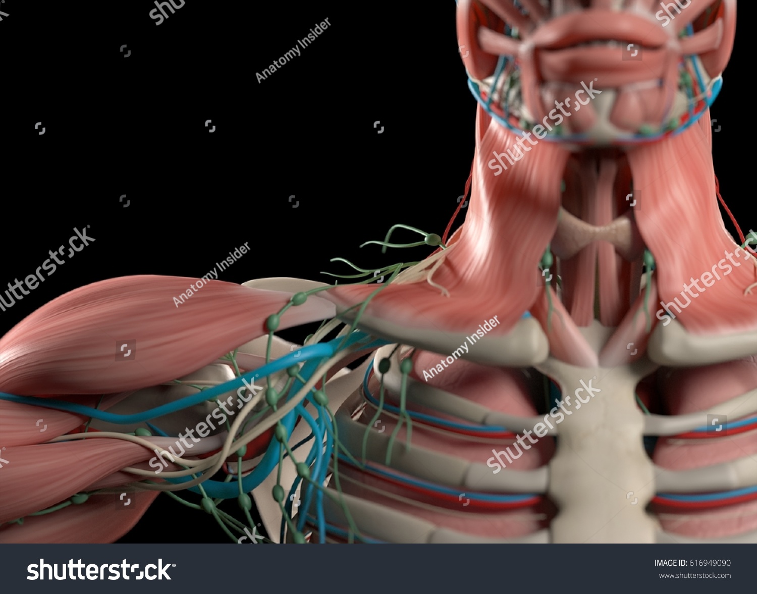 Human Anatomy Shoulder Neck Sternum Chest Stock Illustration 616949090