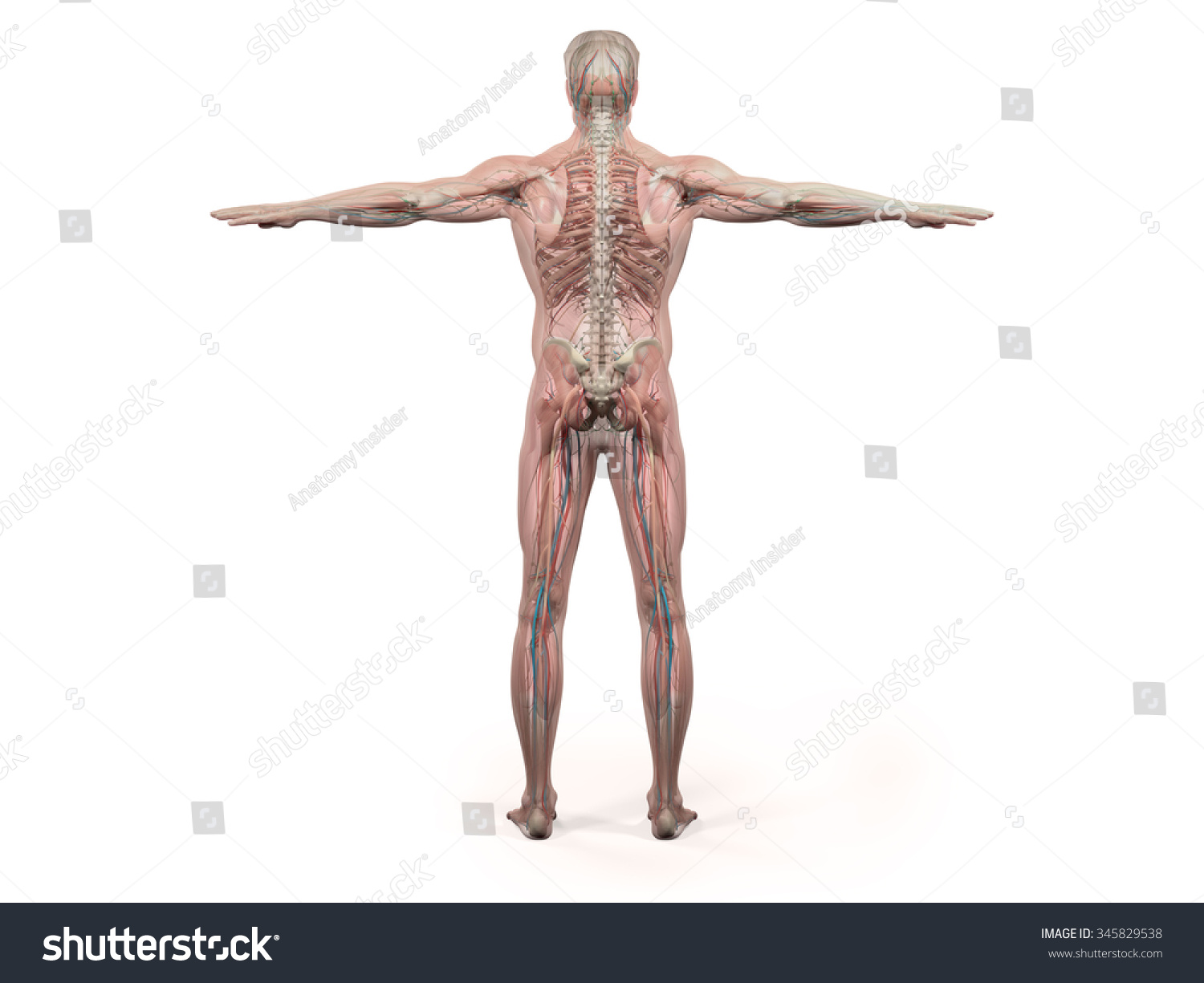 Human Anatomy Showing Back Full Body Stock Illustration