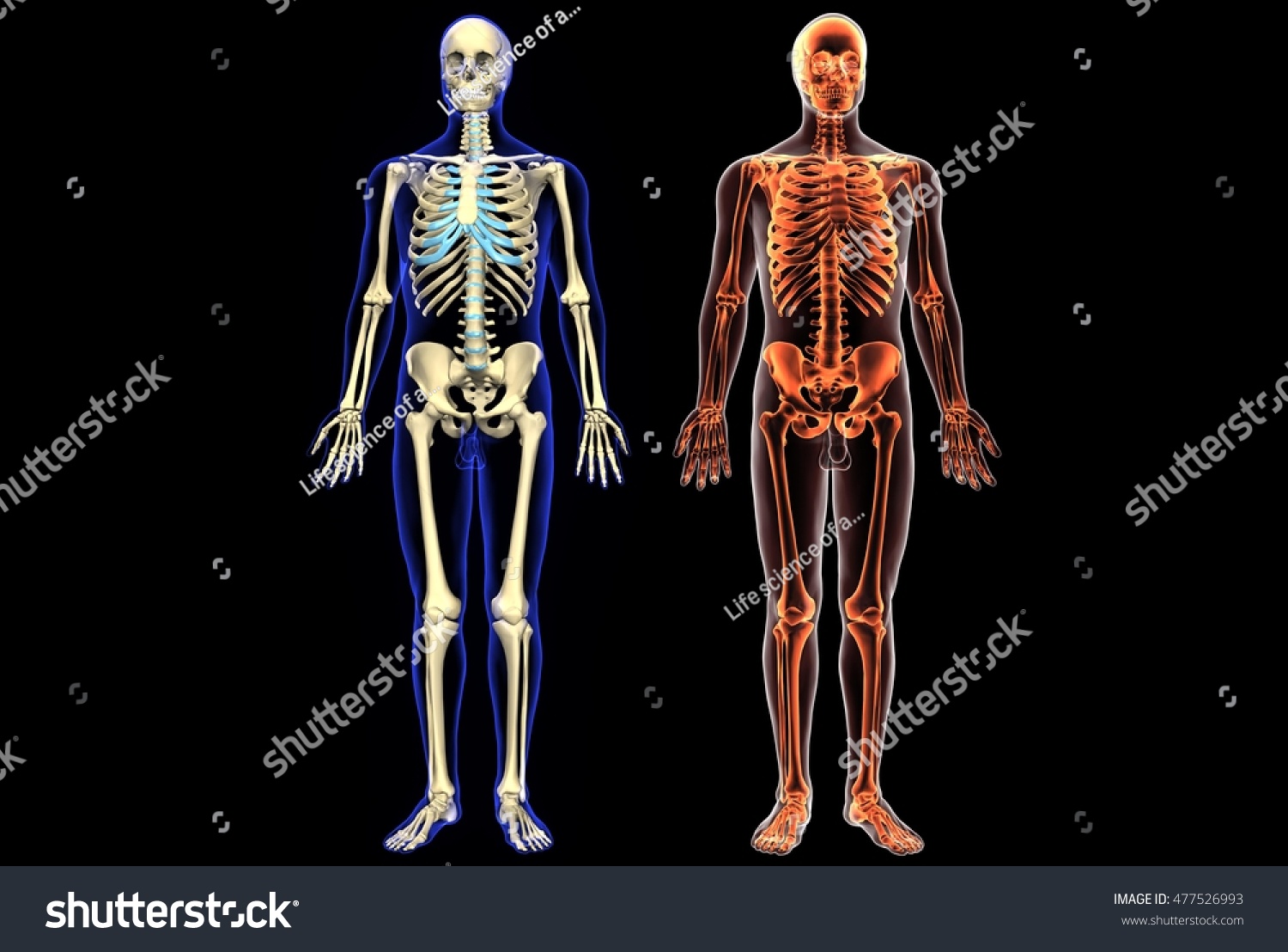 Human Anatomy Skeleton 3d Illustration Stock Illustration 477526993