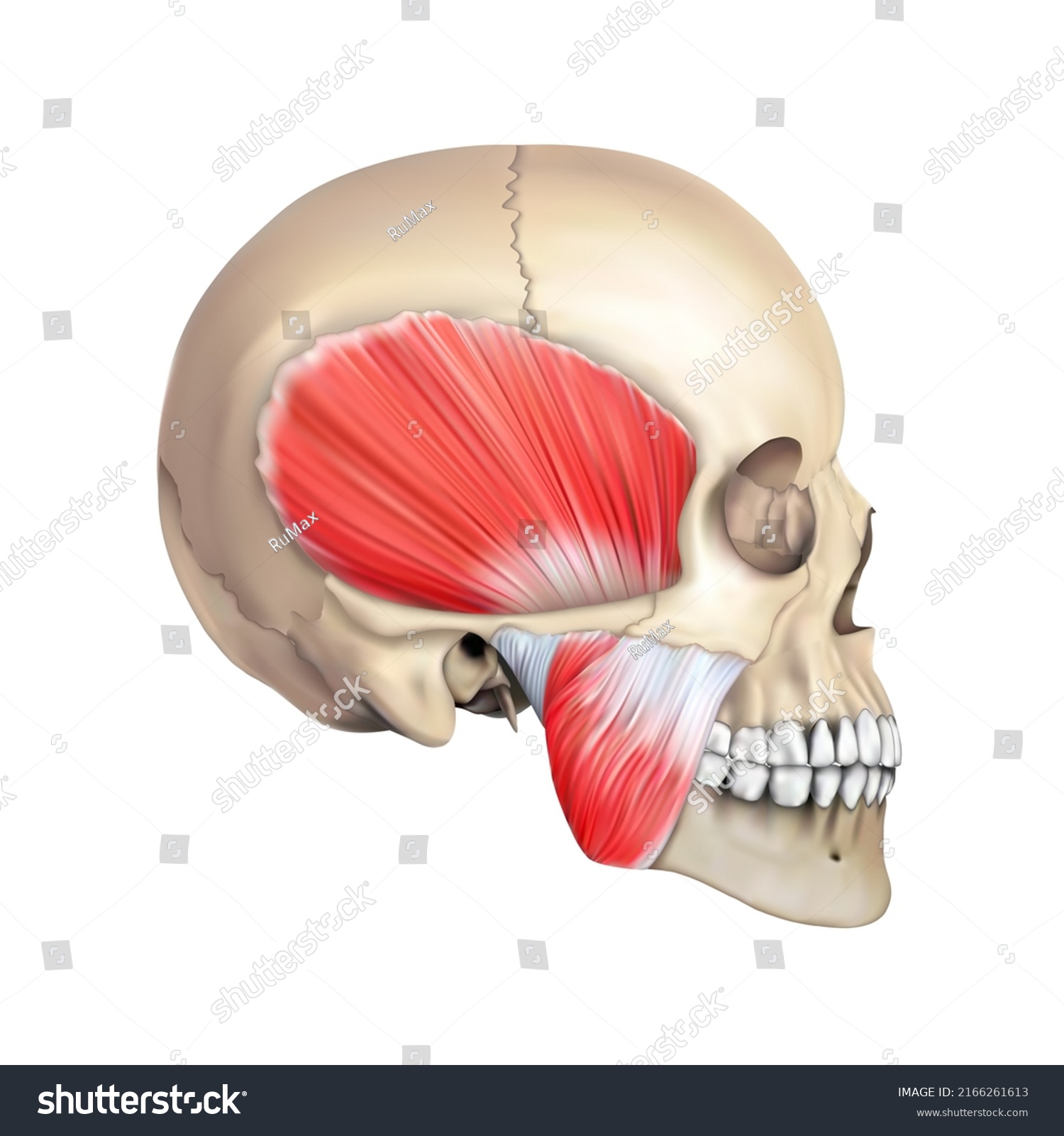 Human Anatomy Jaw Muscular System On Stock Illustration 2166261613 ...