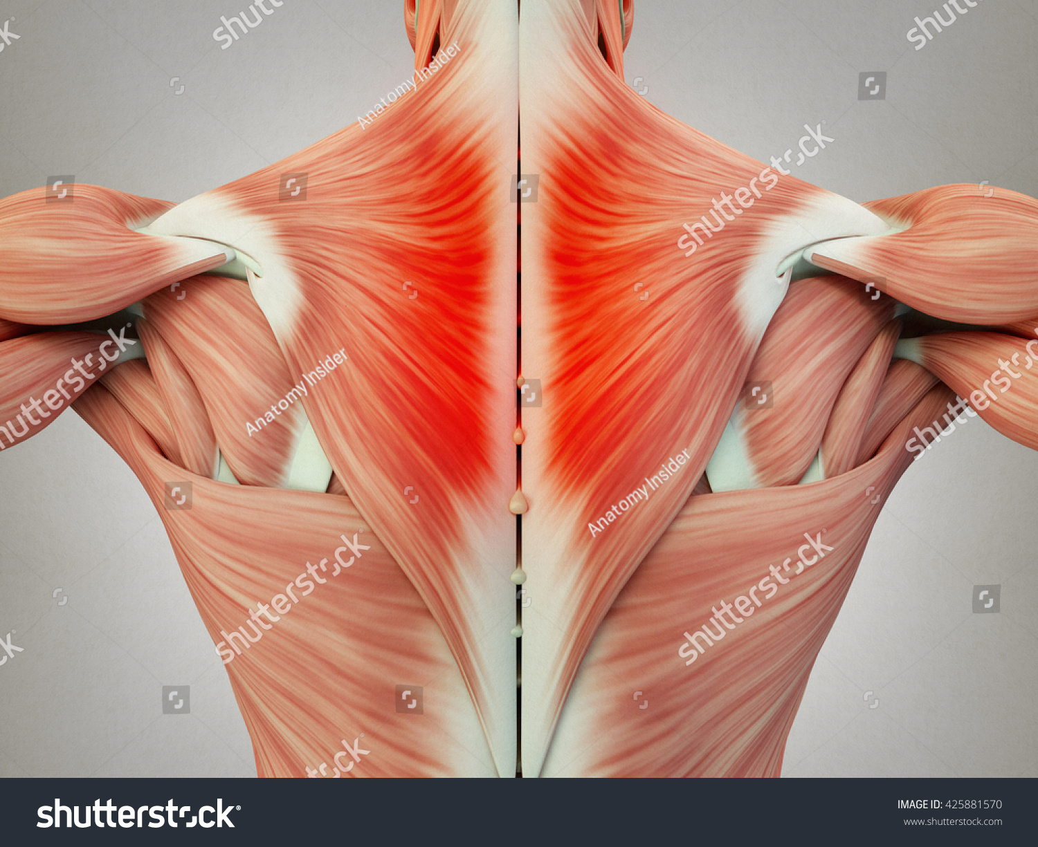 Human Anatomy Torso Back Muscles Pain Stock Illustration 425881570