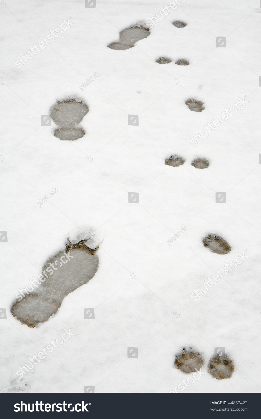Human And Dog Footprints In Snow Stock Photo 44852422 : Shutterstock