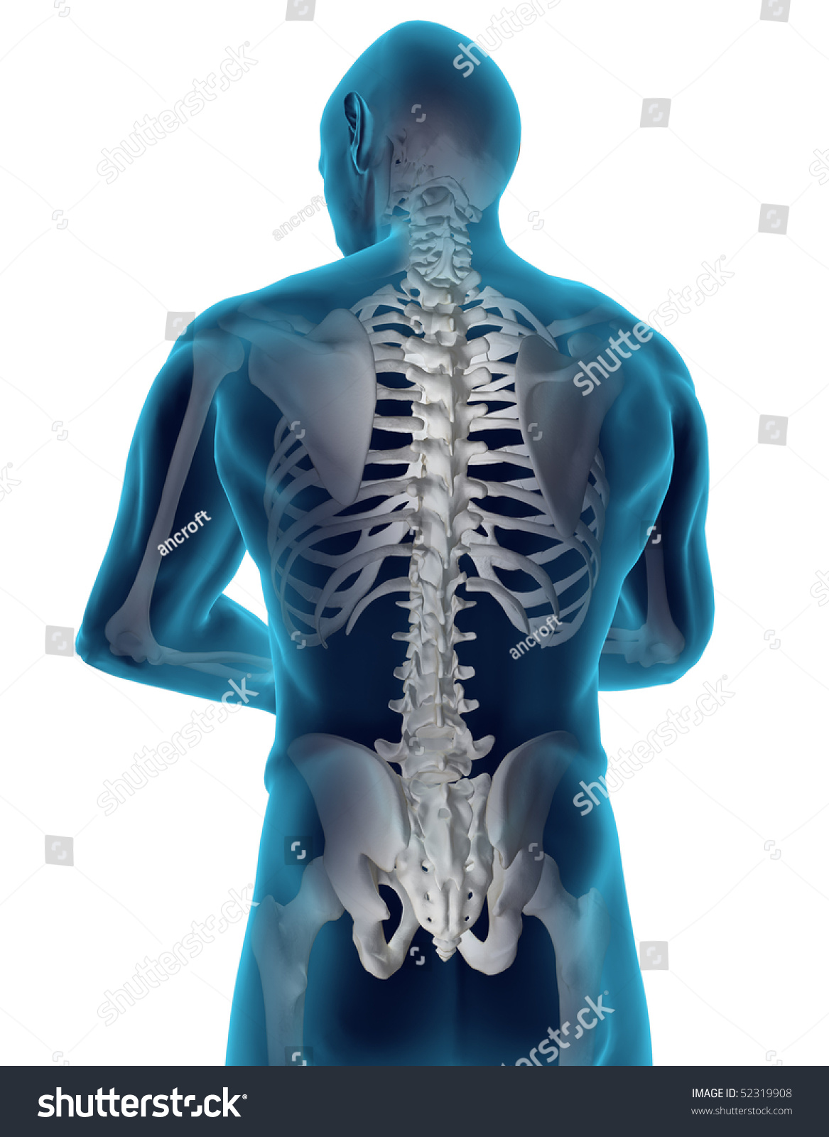 Human Back Stock Illustration 52319908 - Shutterstock