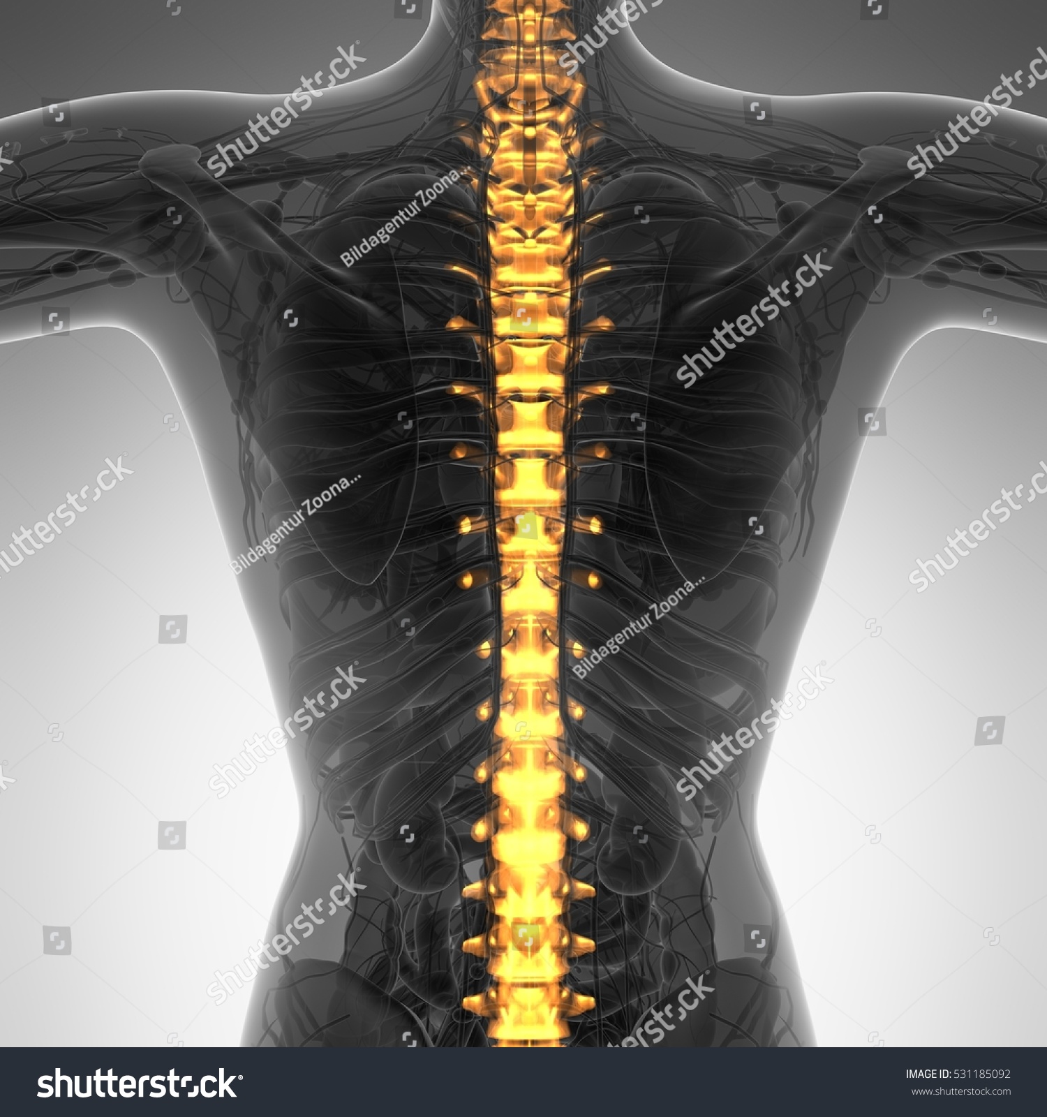 Human Backache Back Pain Upper Torso Stock Illustration 531185092