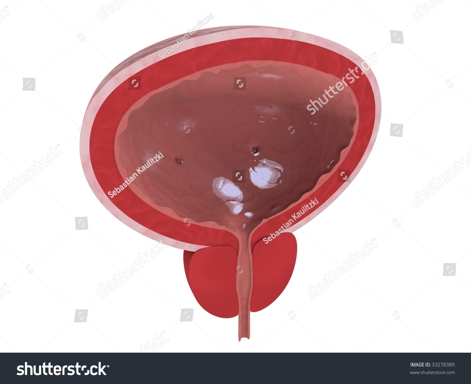 Human Bladder Stock Photo 33278389 : Shutterstock