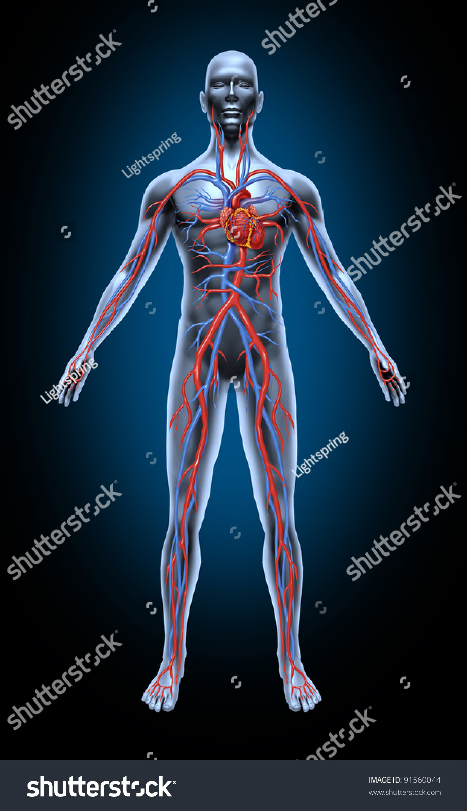 Human Blood Circulation Cardiovascular System Heart Stock ...