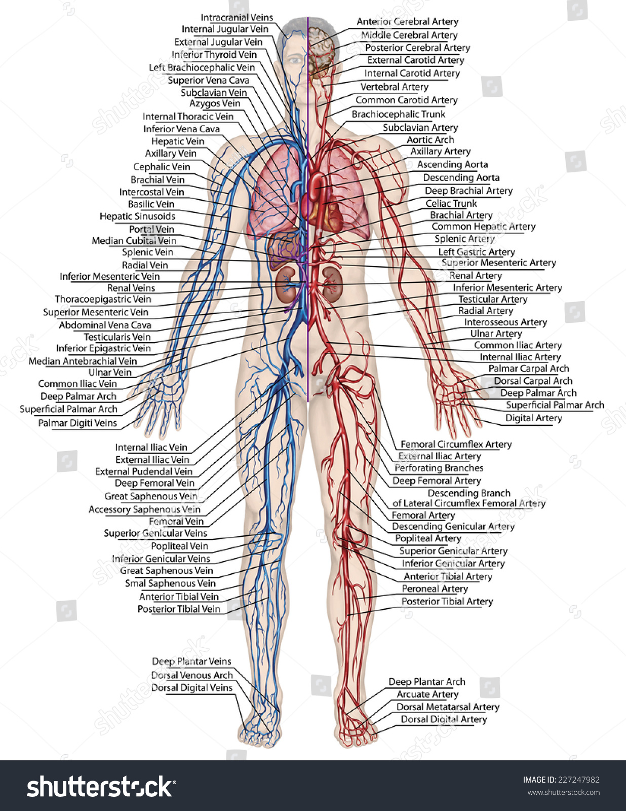 Human Bloodstream Didactic Board Anatomy Blood Stock Illustration