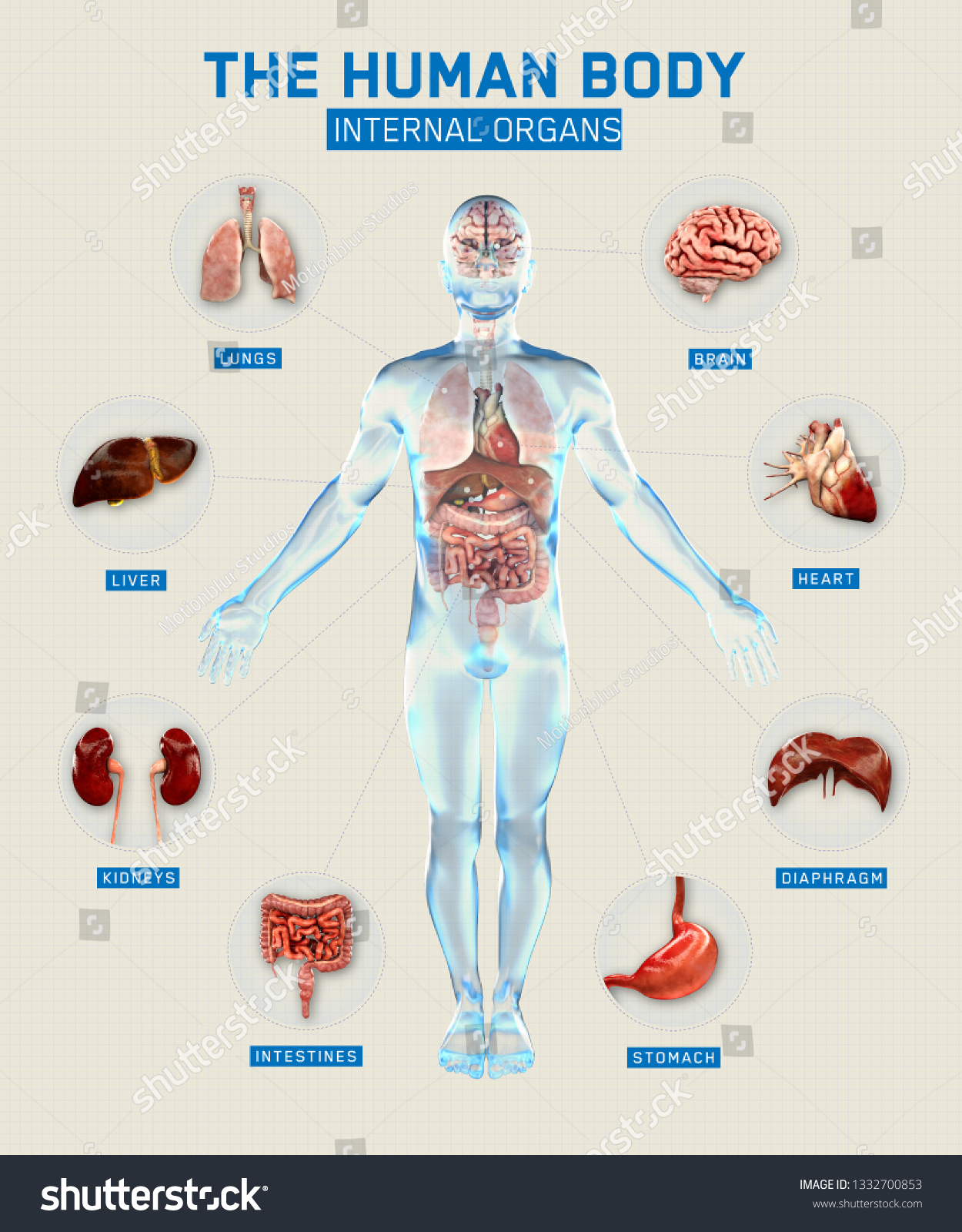 Human Body Organs Systems Infographic Anatomy 스톡 일러스트 1332700853