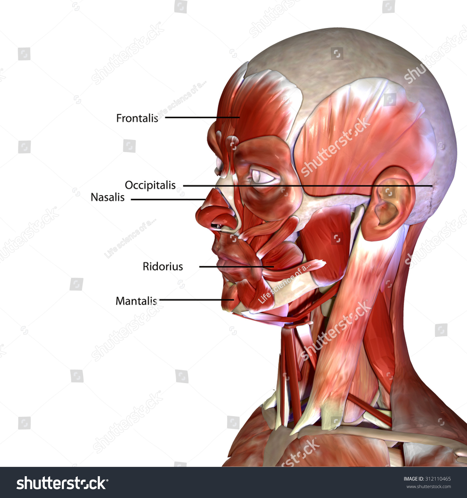 Human Body Face Muscles Stock Illustration 312110465 - Shutterstock