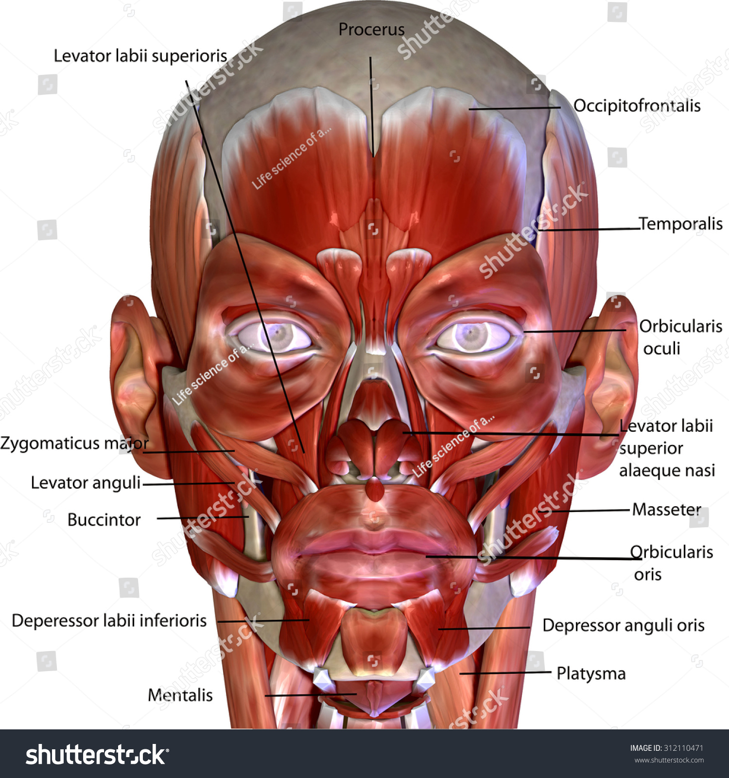 Human Body Face Muscles Stock Illustration 312110471 - Shutterstock