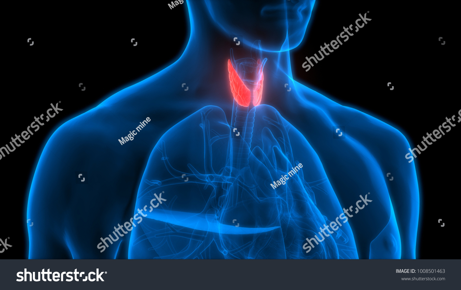 Human Body Glands Anatomy Thyroid Gland Stock Illustration 1008501463