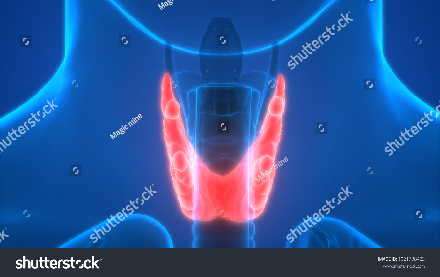 2,099 Thyroid & parathyroid gland Images, Stock Photos & Vectors ...