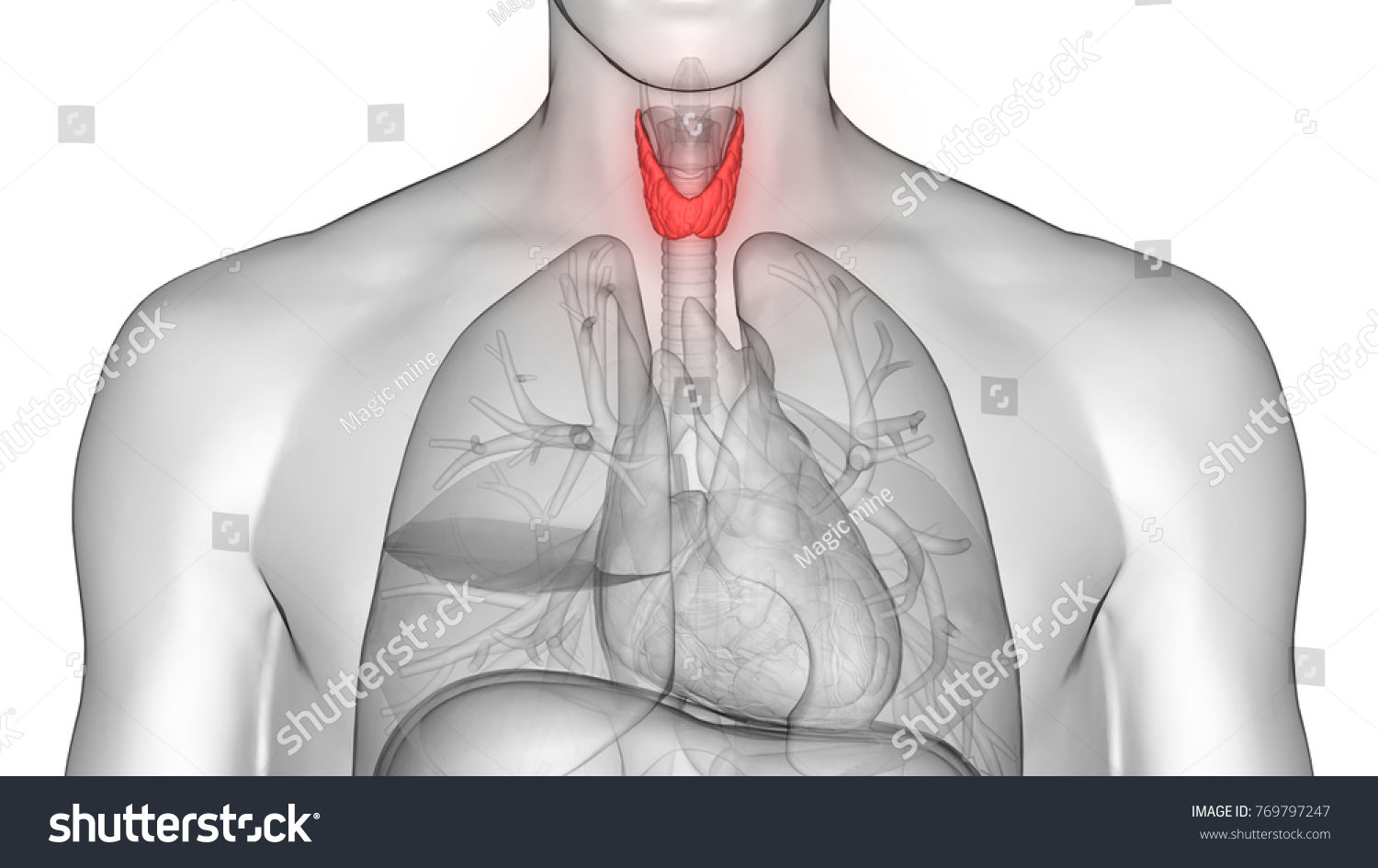 Human Body Glands Anatomy Thyroid Gland Stock Illustration 769797247