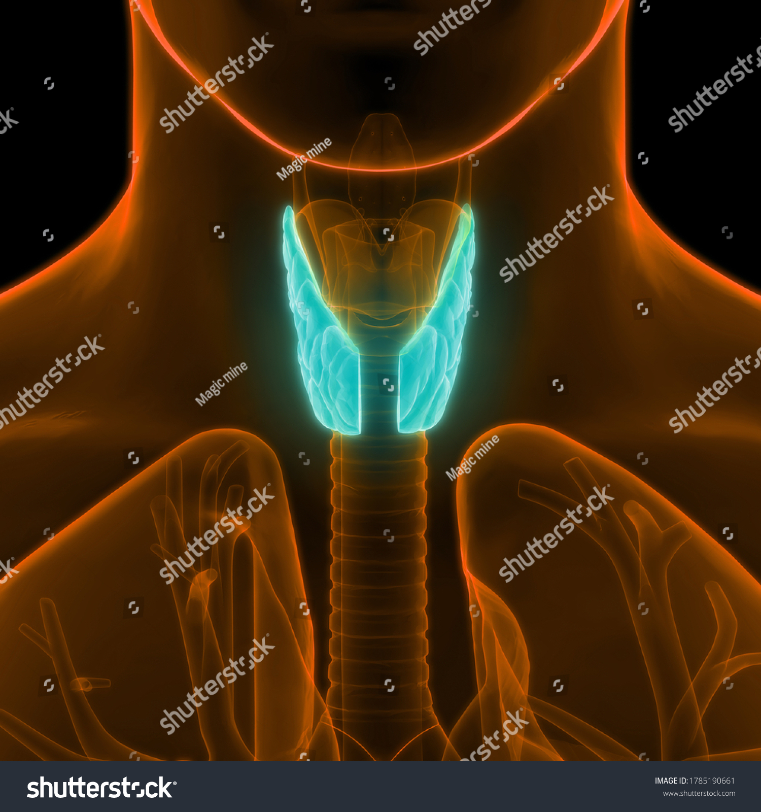 Human Body Glands Lobes Thyroid Gland Stock Illustration 1785190661 ...