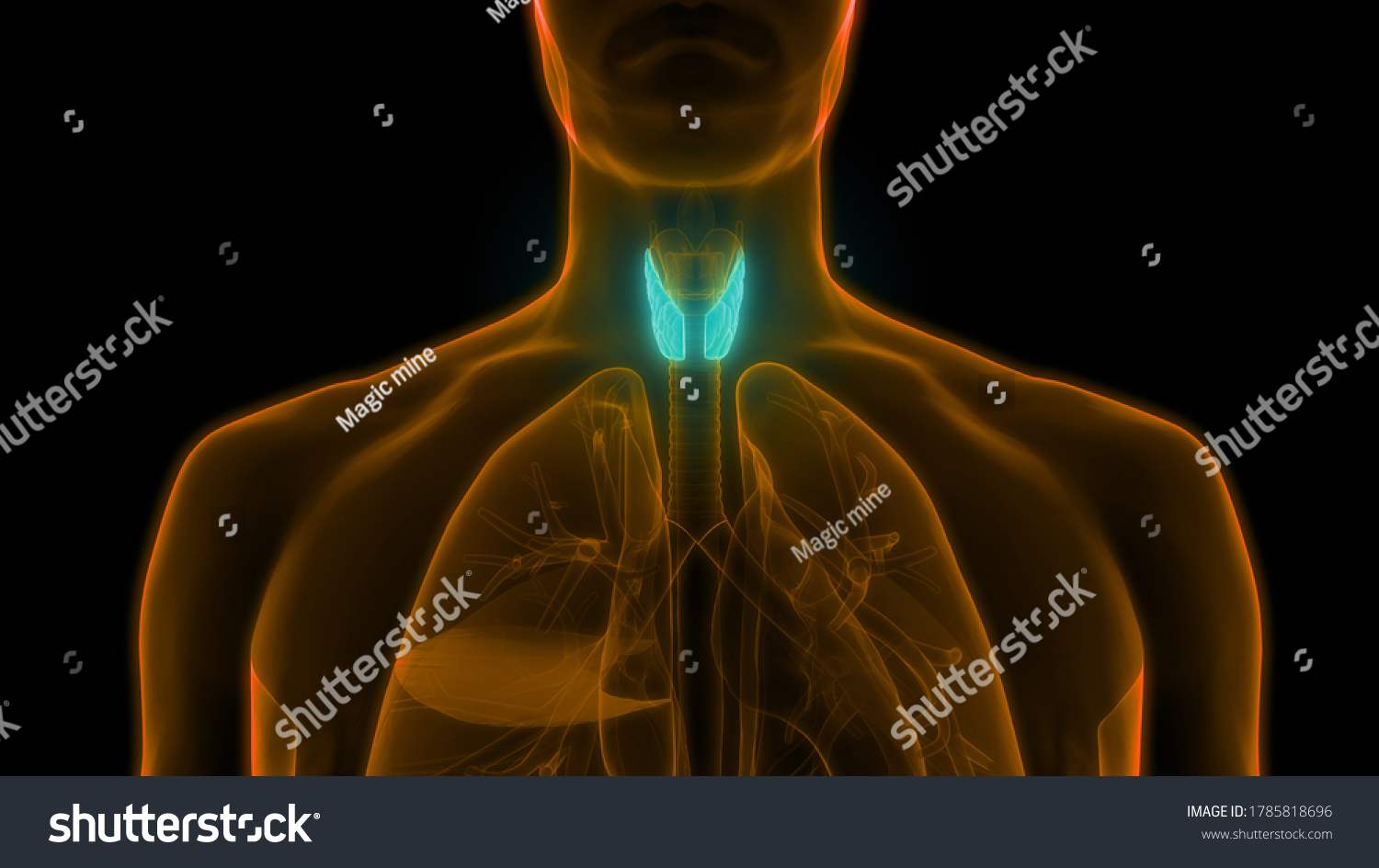 Human Body Glands Lobes Thyroid Gland Stock Illustration 1785818696