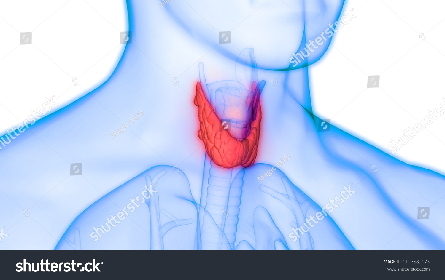 Human Body Glands Thyroid Gland Anatomy Stock Illustration 1127589173 Shutterstock