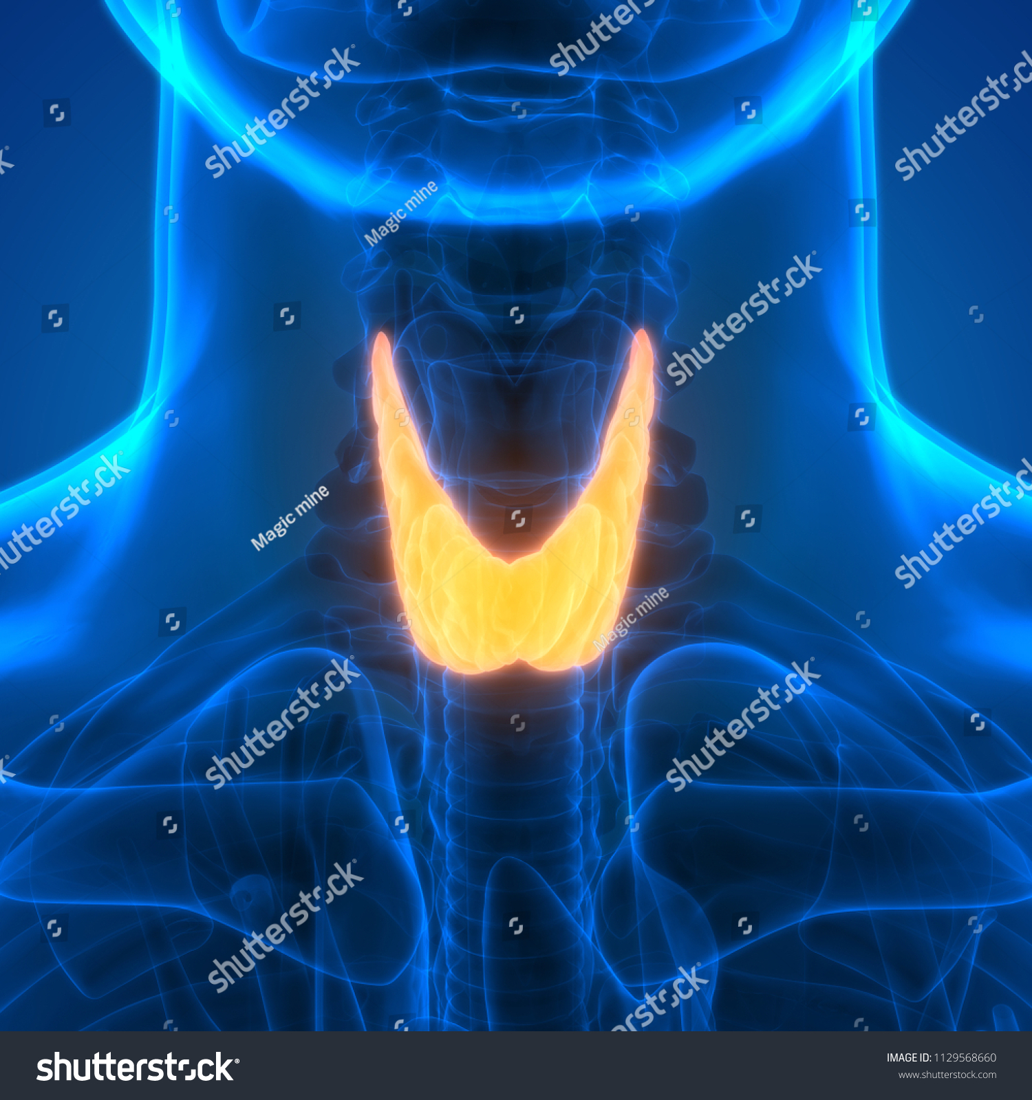 Human Body Glands Thyroid Gland Anatomy Stock Illustration 1129568660 Shutterstock