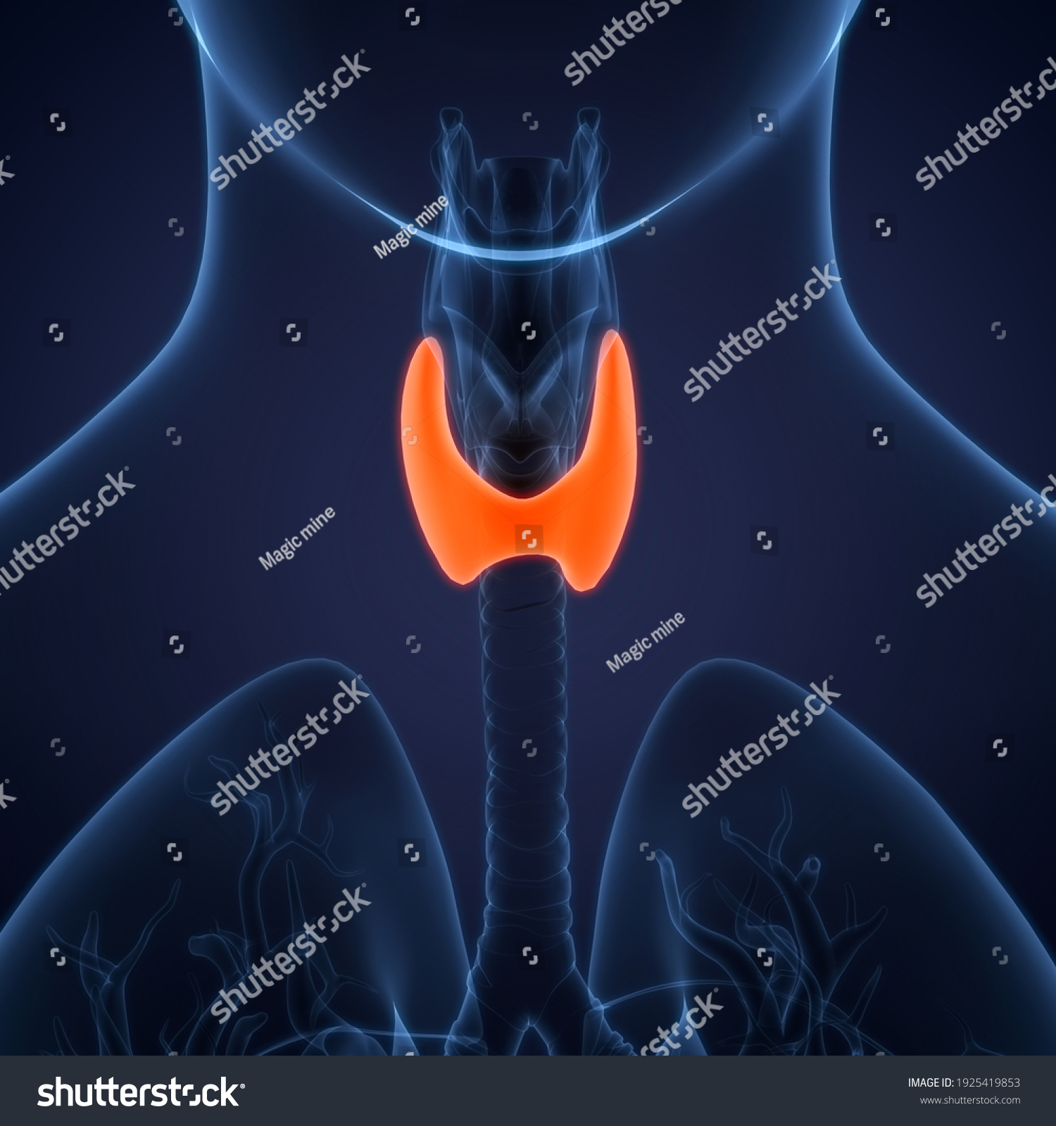 Human Body Glands Thyroid Gland Anatomy Stock Illustration 1925419853