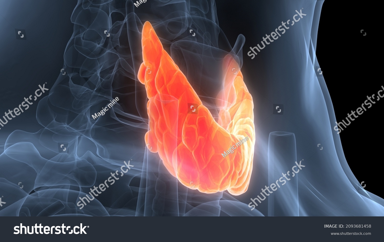 Human Body Glands Thyroid Gland Anatomy Stock Illustration 2093681458 Shutterstock