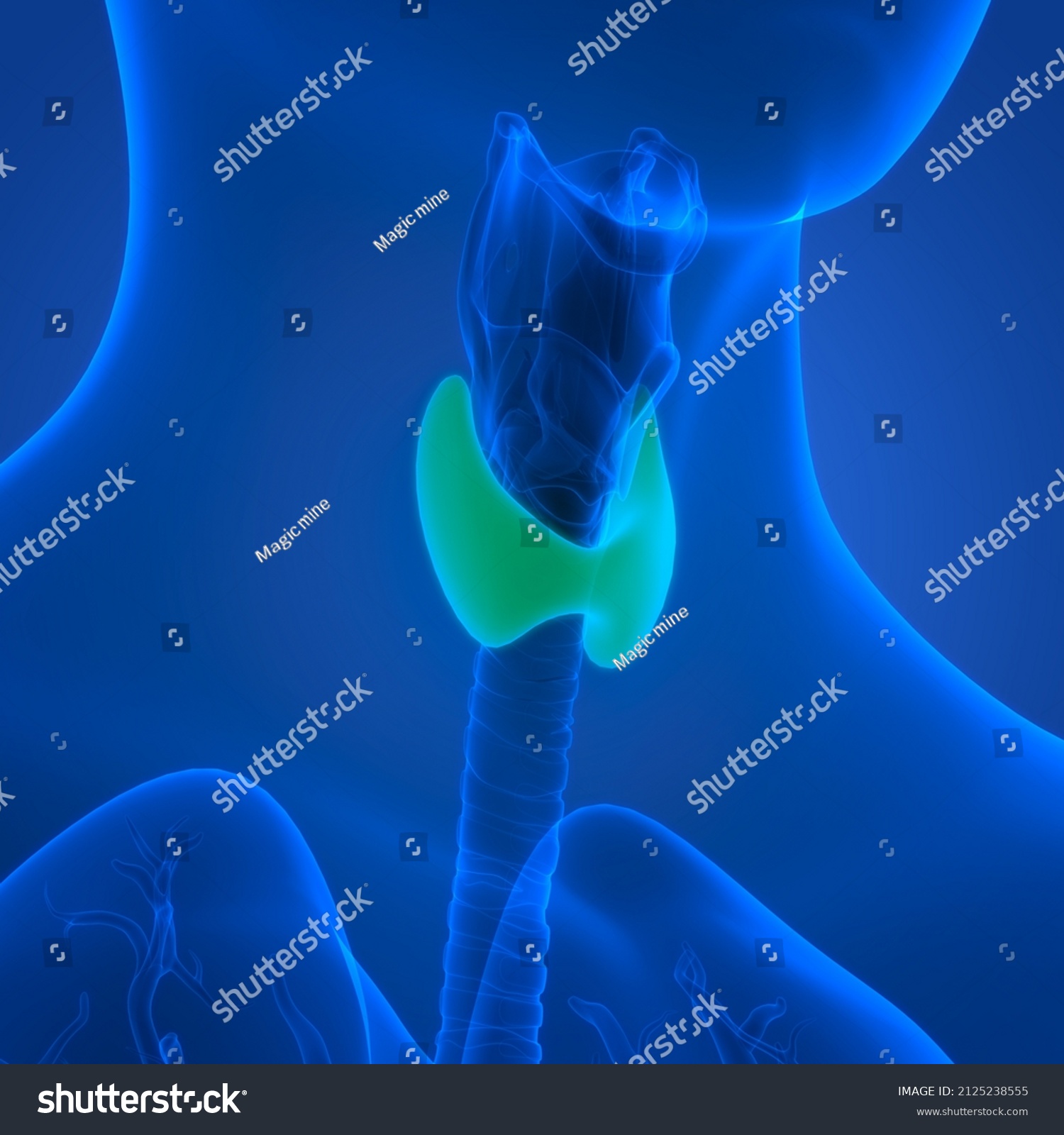 Human Body Glands Thyroid Gland Anatomy Stock Illustration 2125238555 Shutterstock