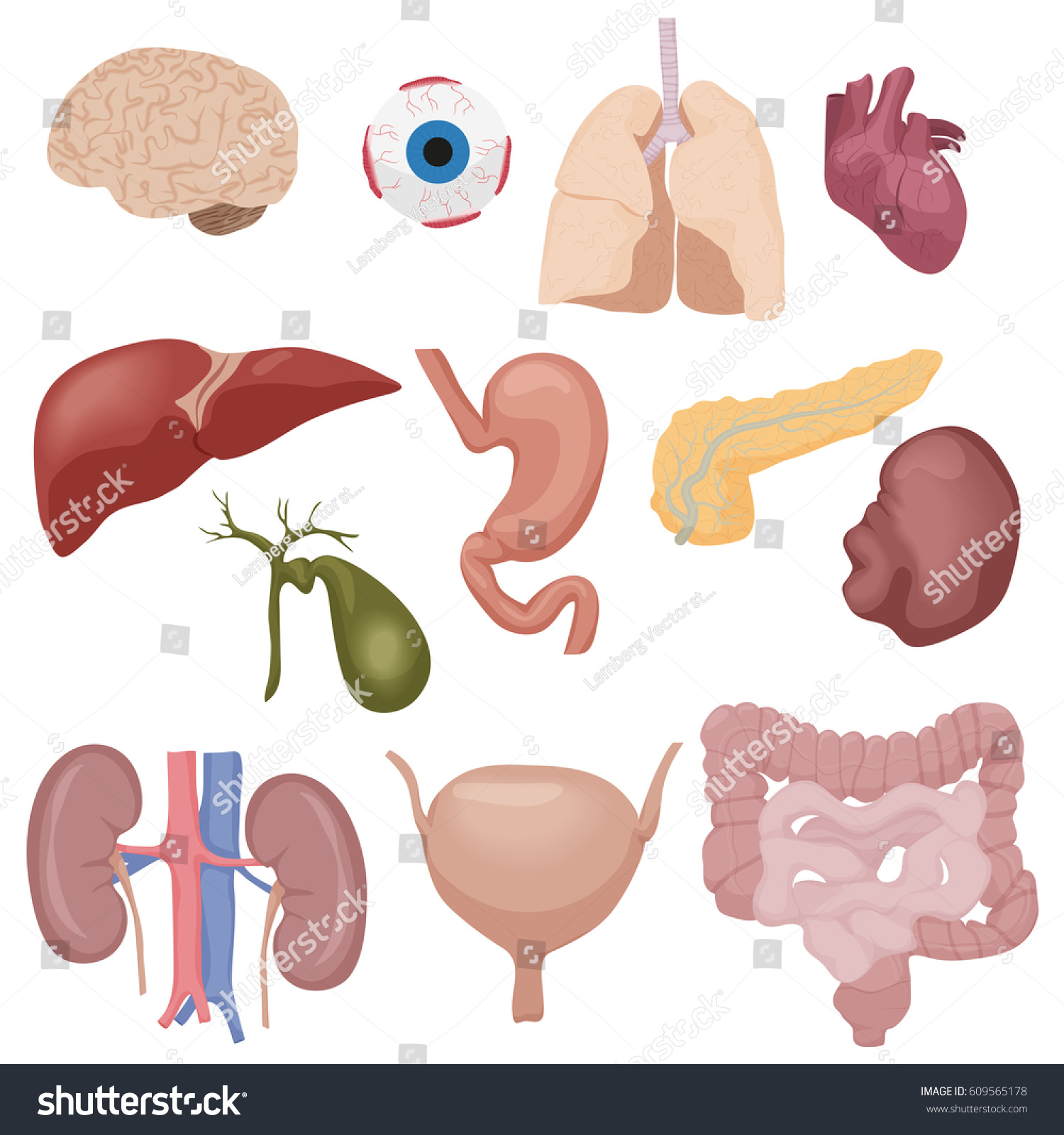 Human Body Internal Parts Organs Set Stock Illustration 609565178